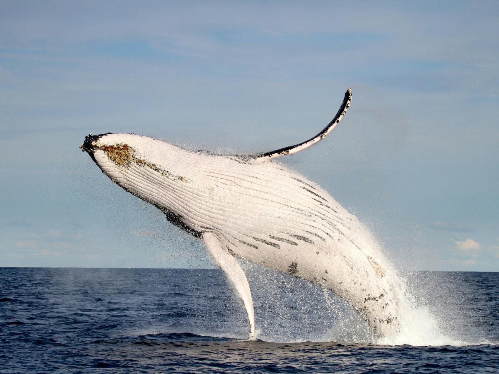 CoastXP - Humpback Whale Breach