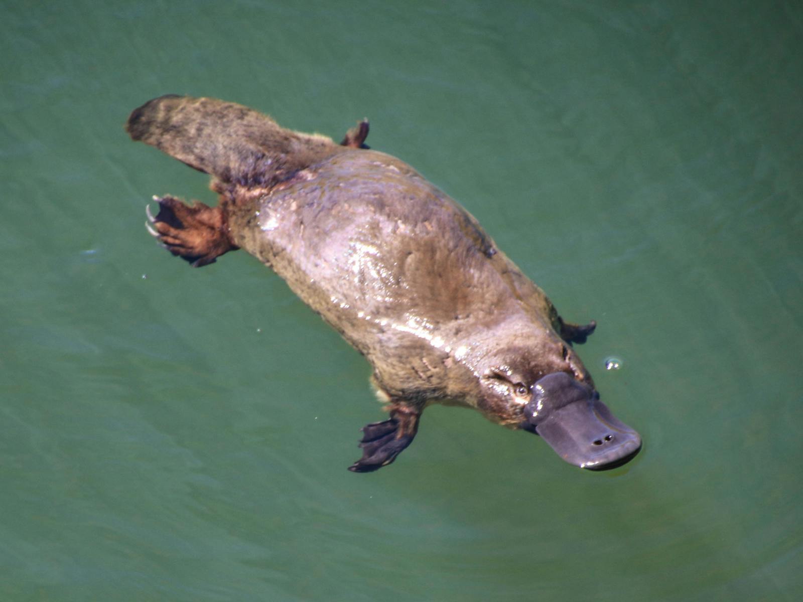 platypus swimming