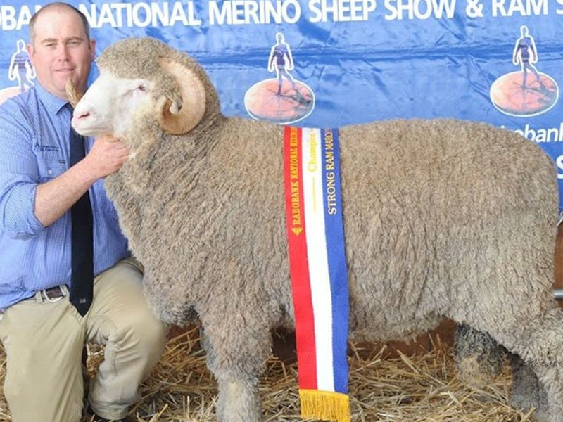 Image for Rabobank National Merino Sheep Show and Sale