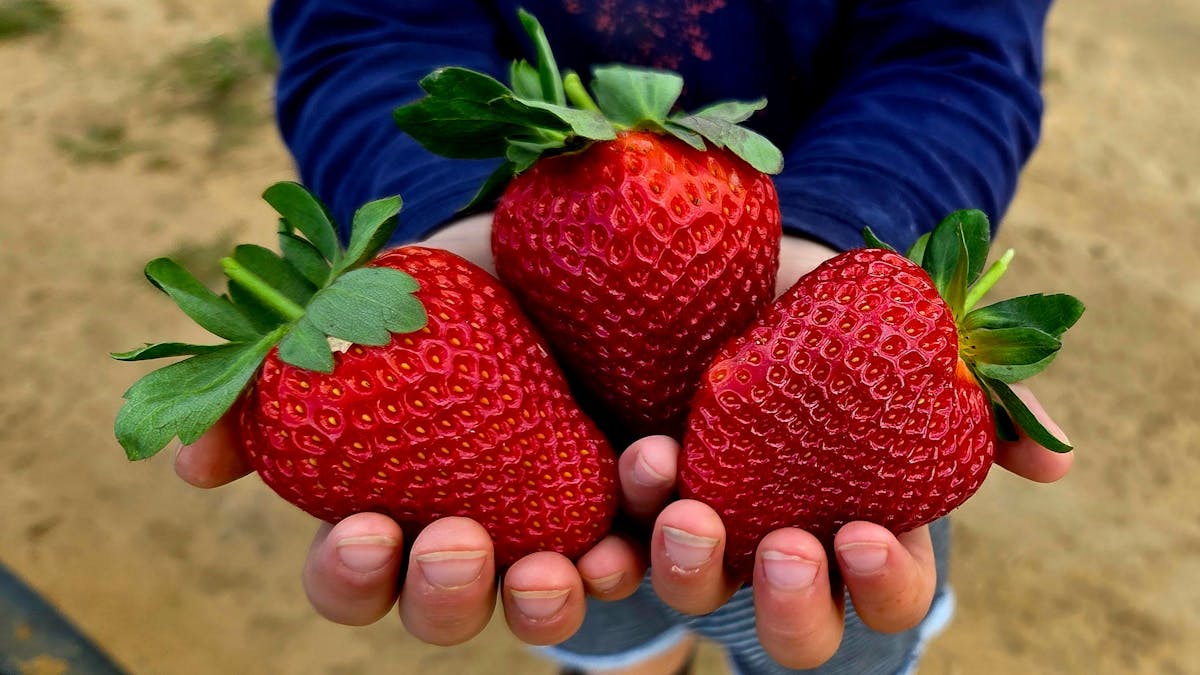 3 XL strawberries makes a huge handful for a 4yo child