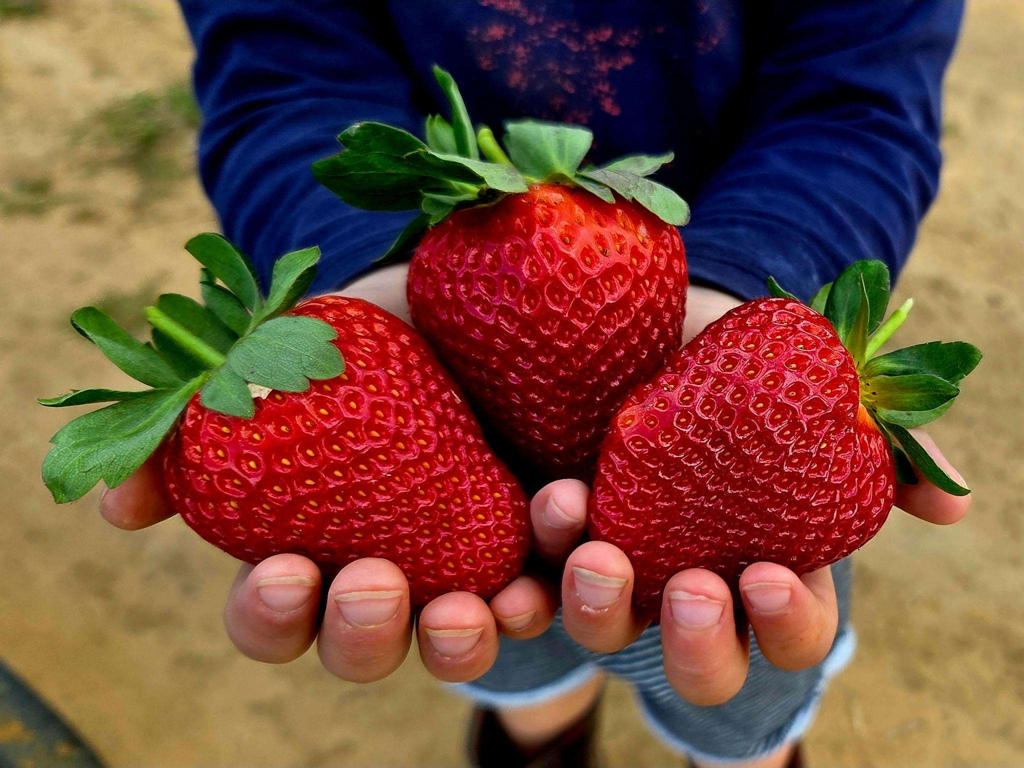 3 XL strawberries makes a huge handful for a 4yo child 3 XL strawberries makes a huge handful for a 4yo child