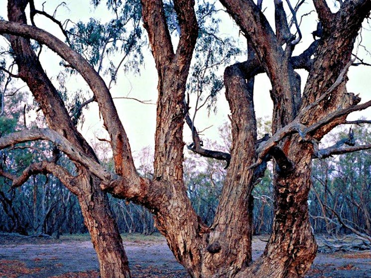 Coolibah Dry Billabong, Culgoa National Park. Photo: Ian Brown/OEH