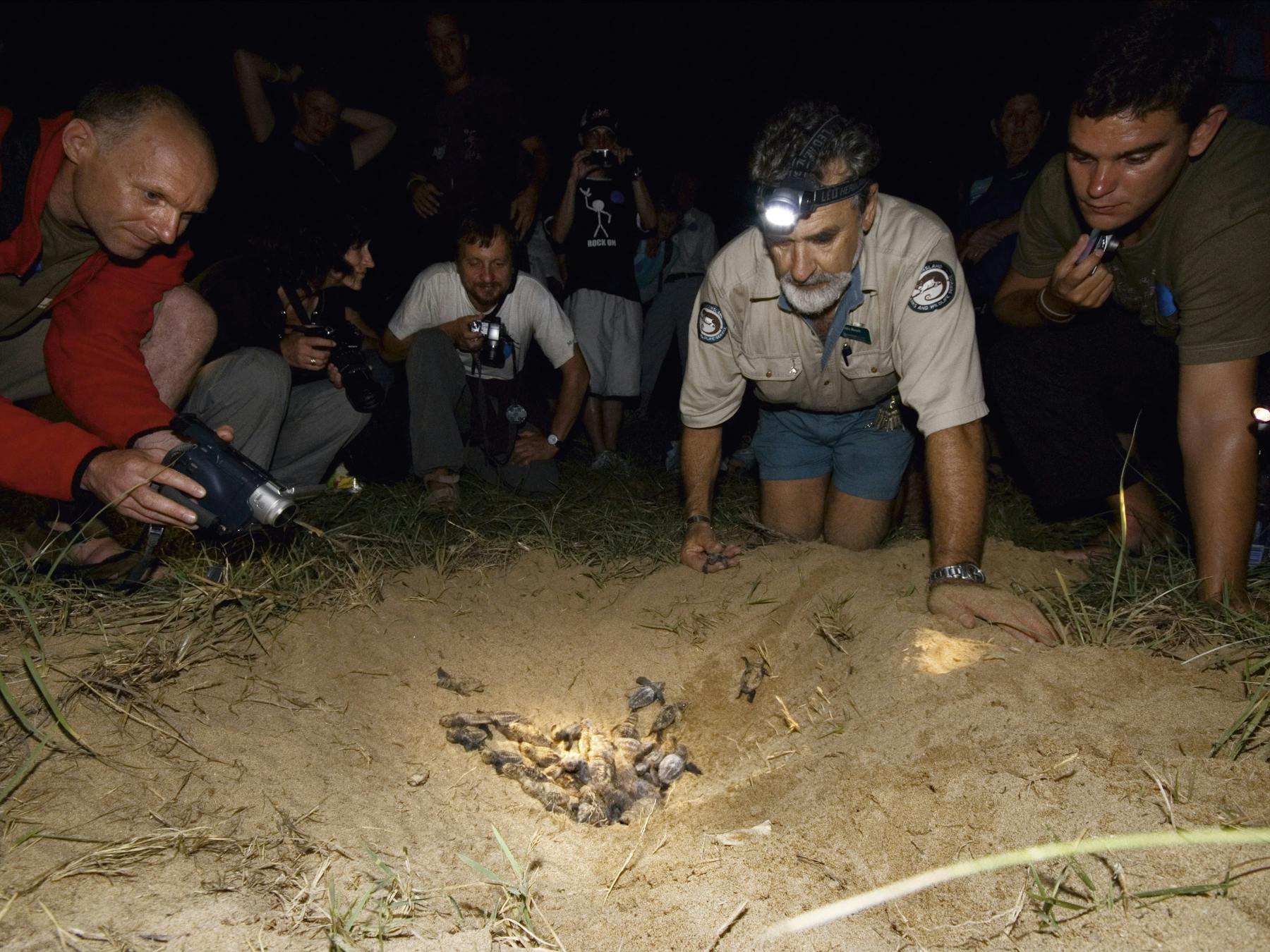 Rangers and people watching hatchlings emerging from next.