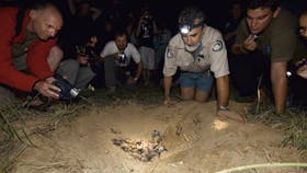 Rangers and people watching hatchlings emerging from next.