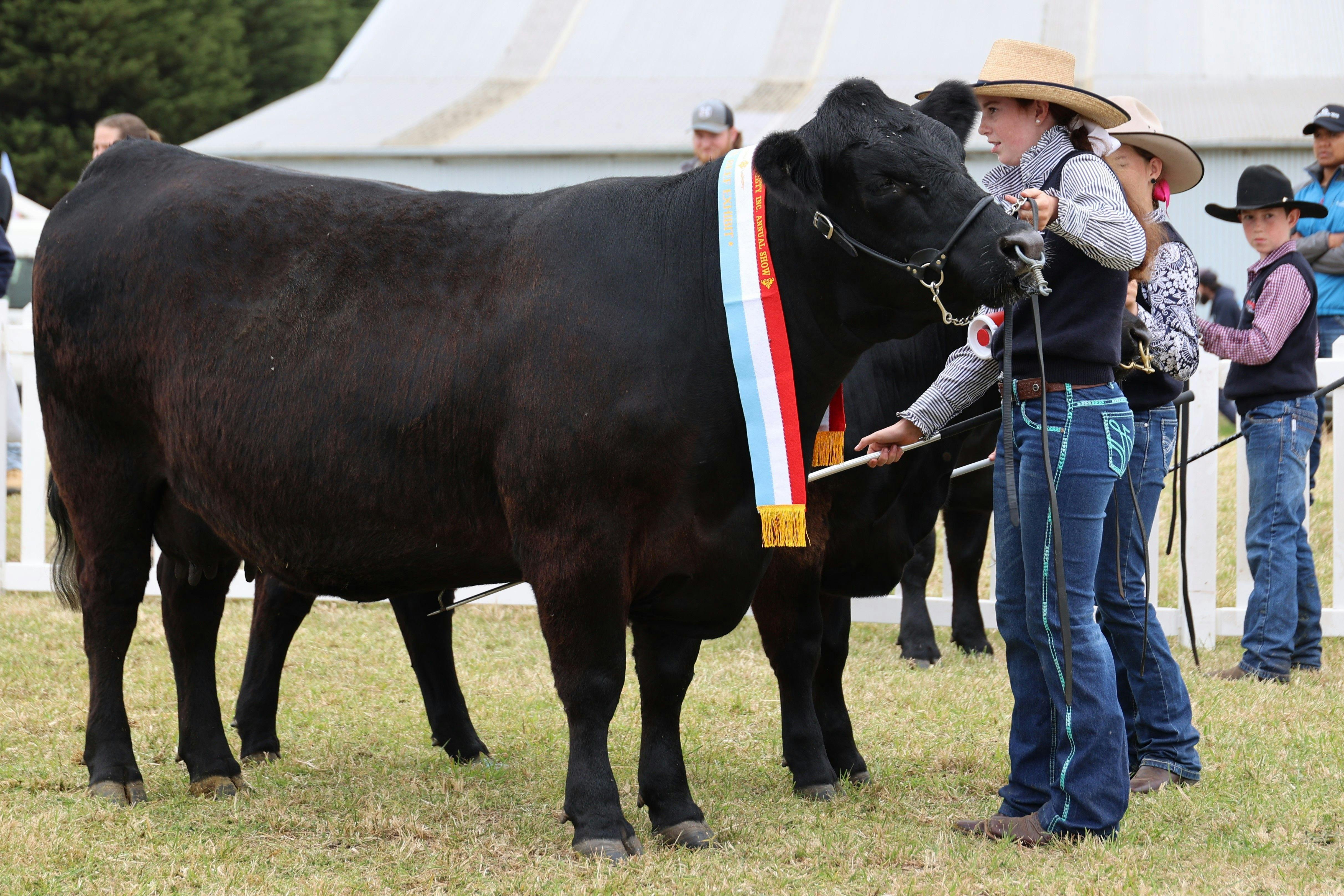 Champion black bull