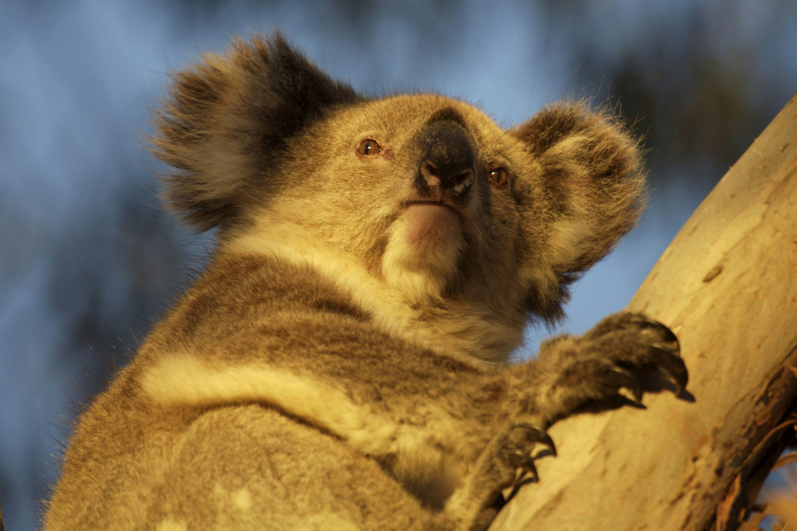 Koala sunset