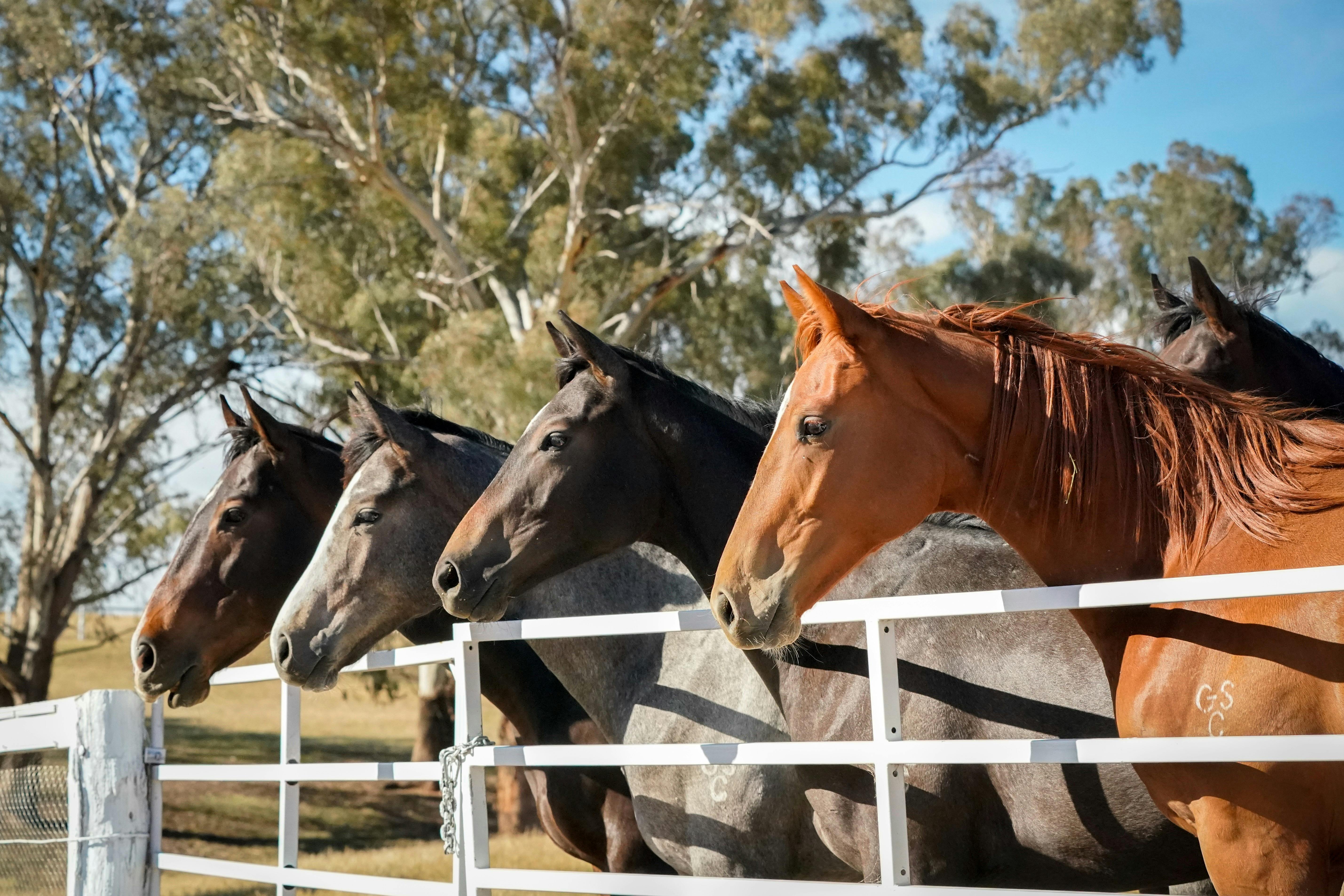 Gooree Park Stud Tours