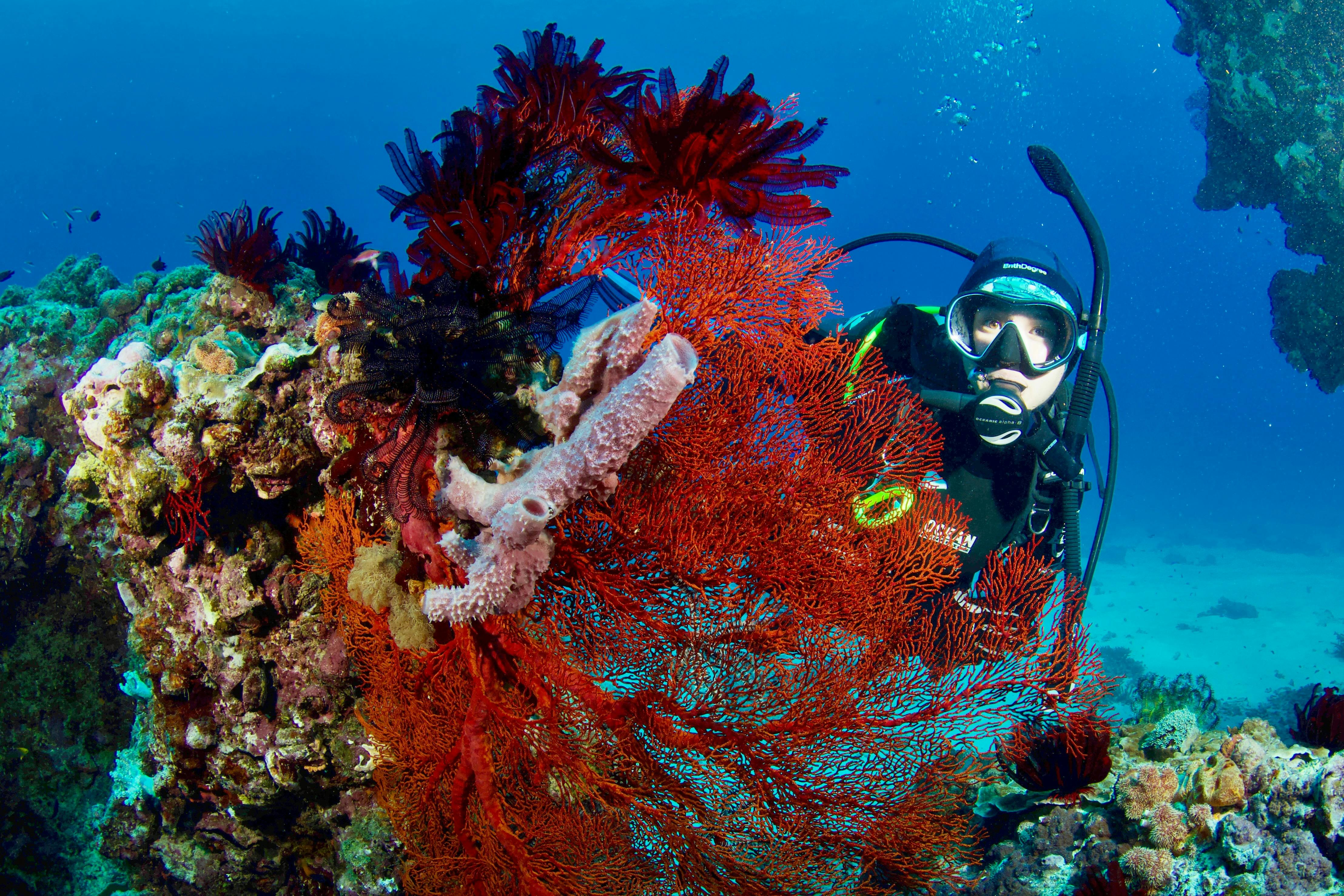 Diver poses behind large red sea fan