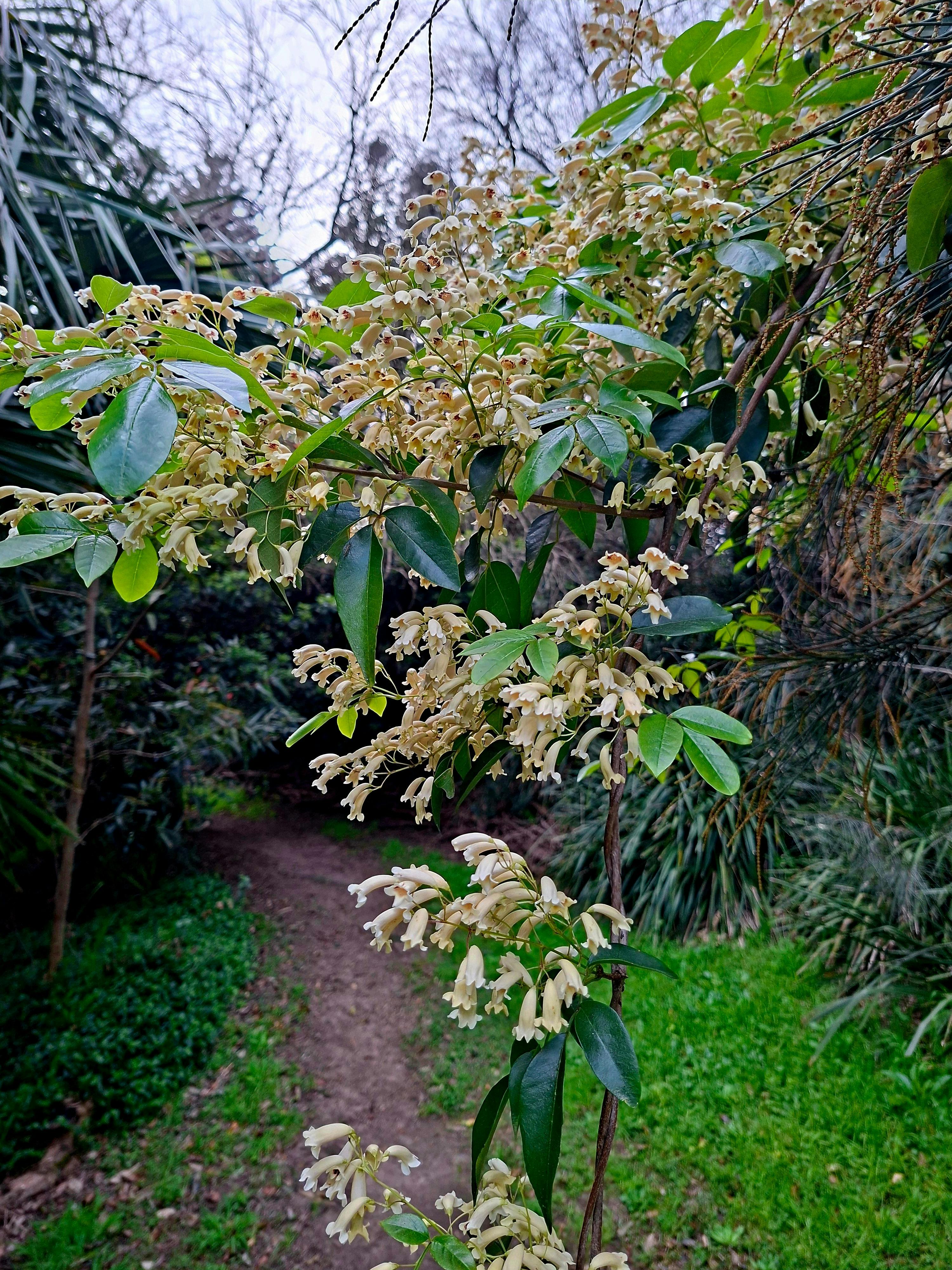Natur, Flora, Fauna, Newcastle, Park
