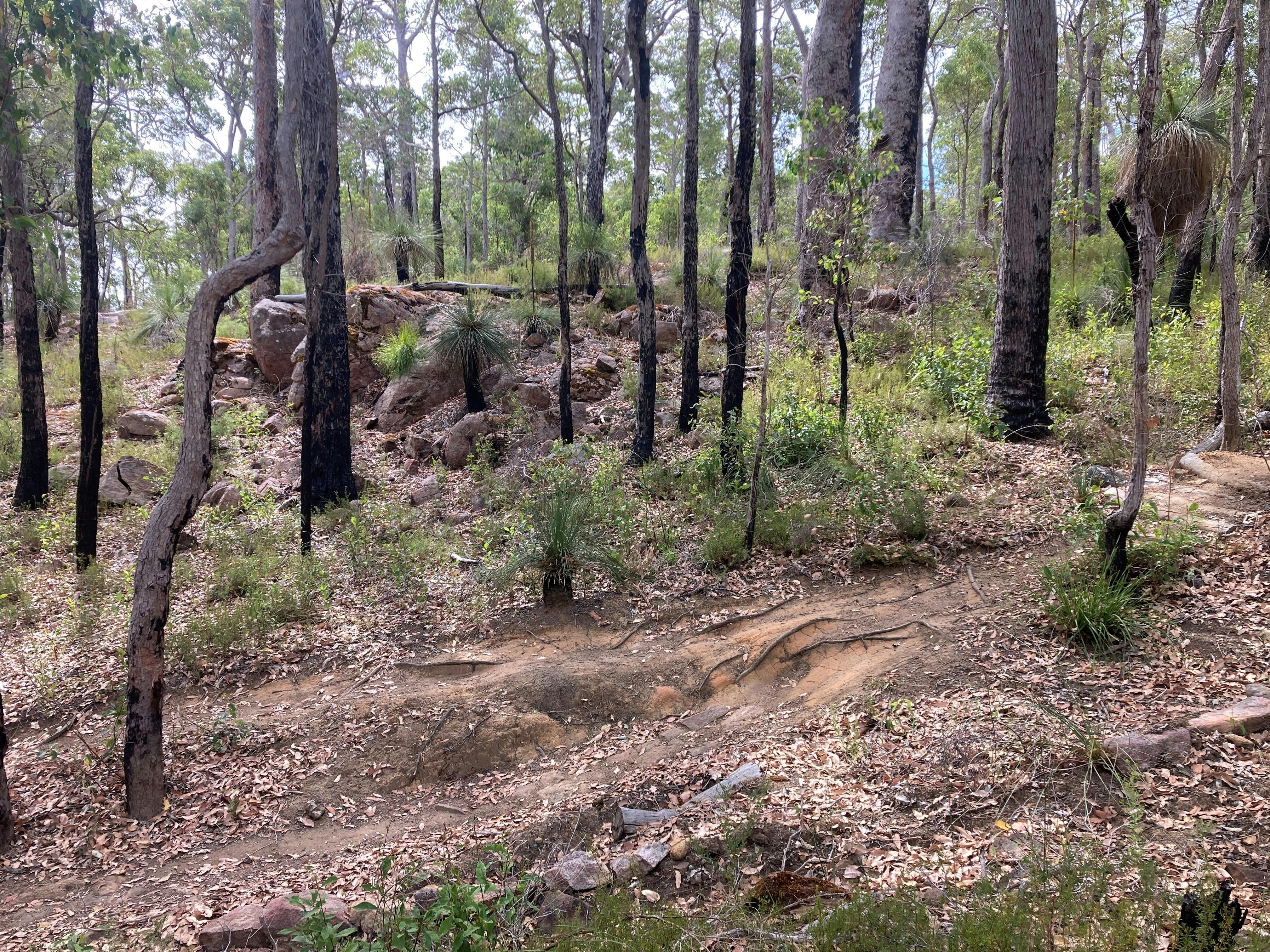 Beautiful natural single track trail in Margaret Rivers South Carters native bush trails