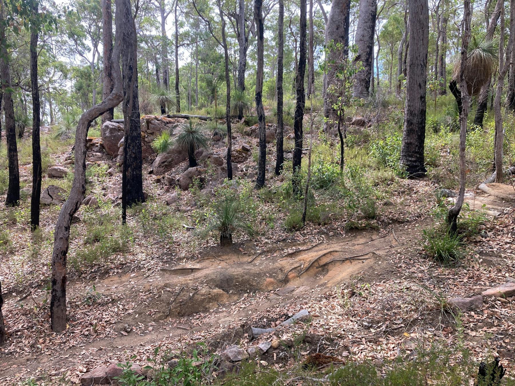 Beautiful natural single track trail in Margaret Rivers South Carters native bush trails