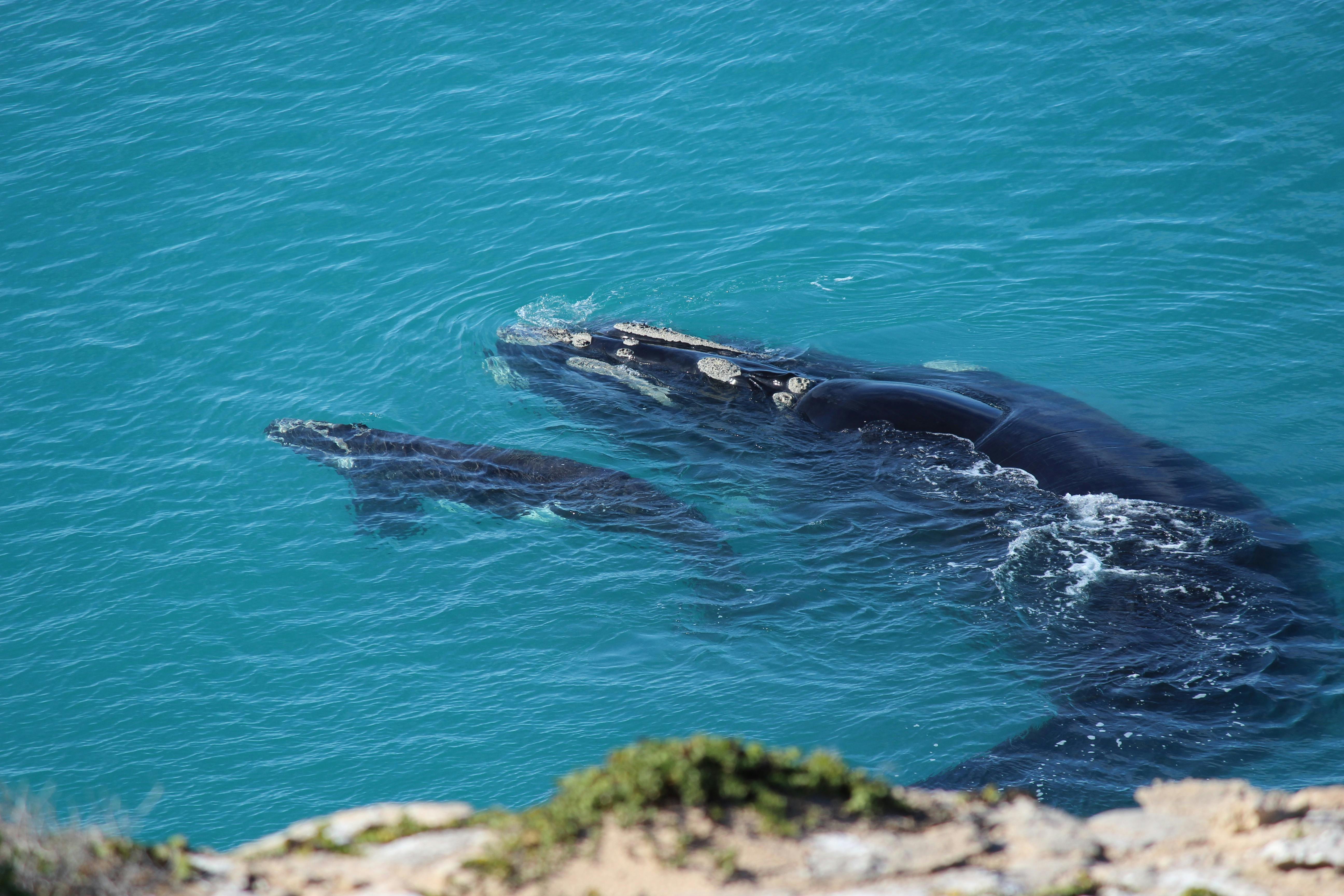 Head of Bight Whale Watching Centre