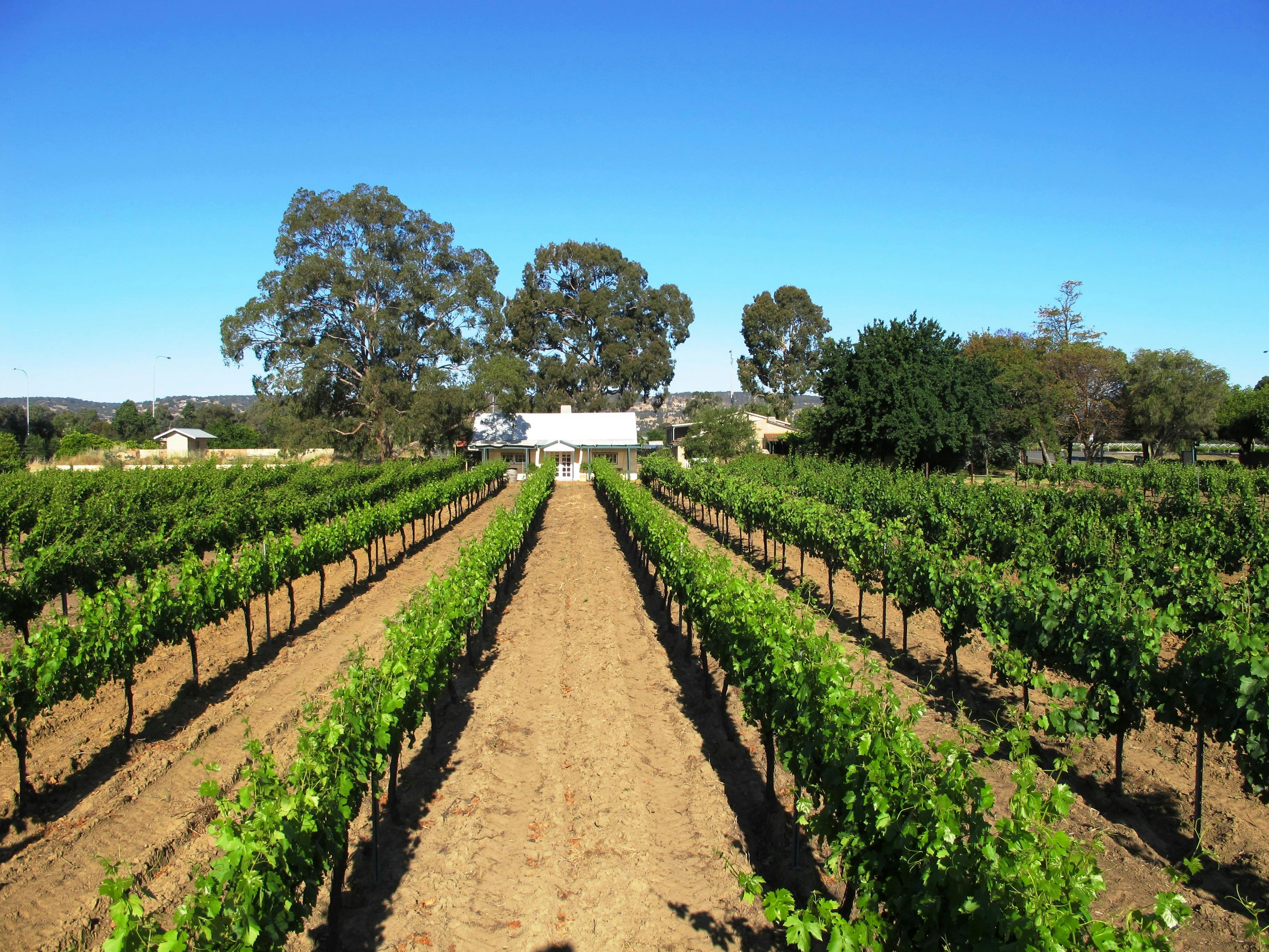 Grape Pickers Lunch