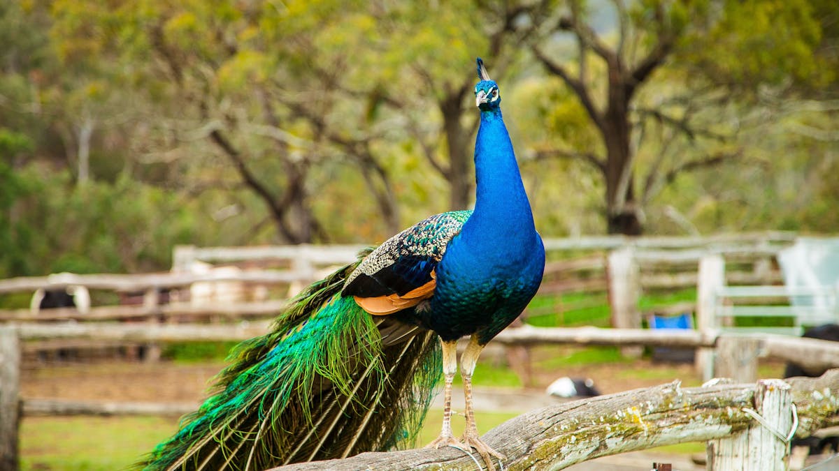 Birdlife, Southern Downs