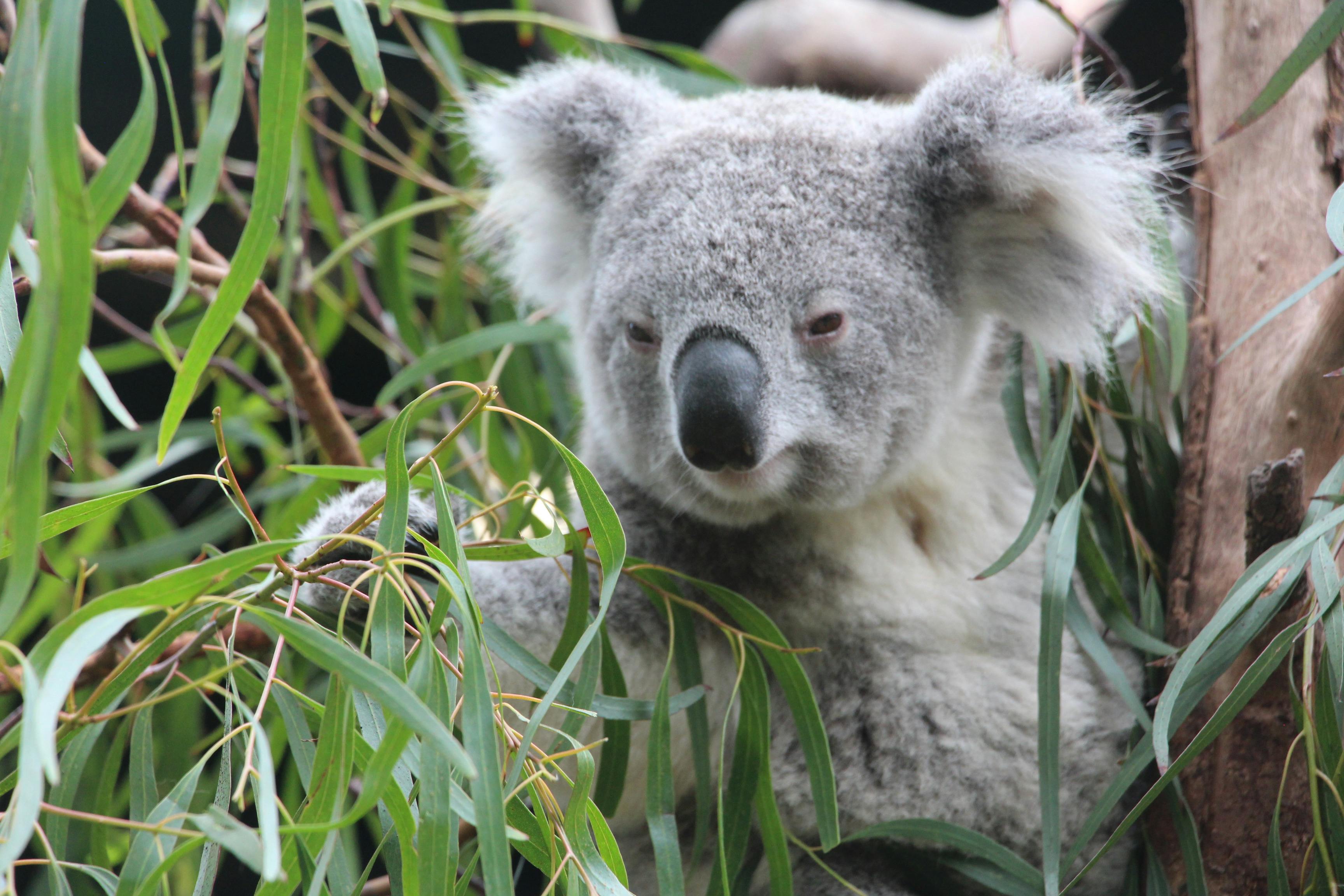 Koala reaching for eucalyptus leaves