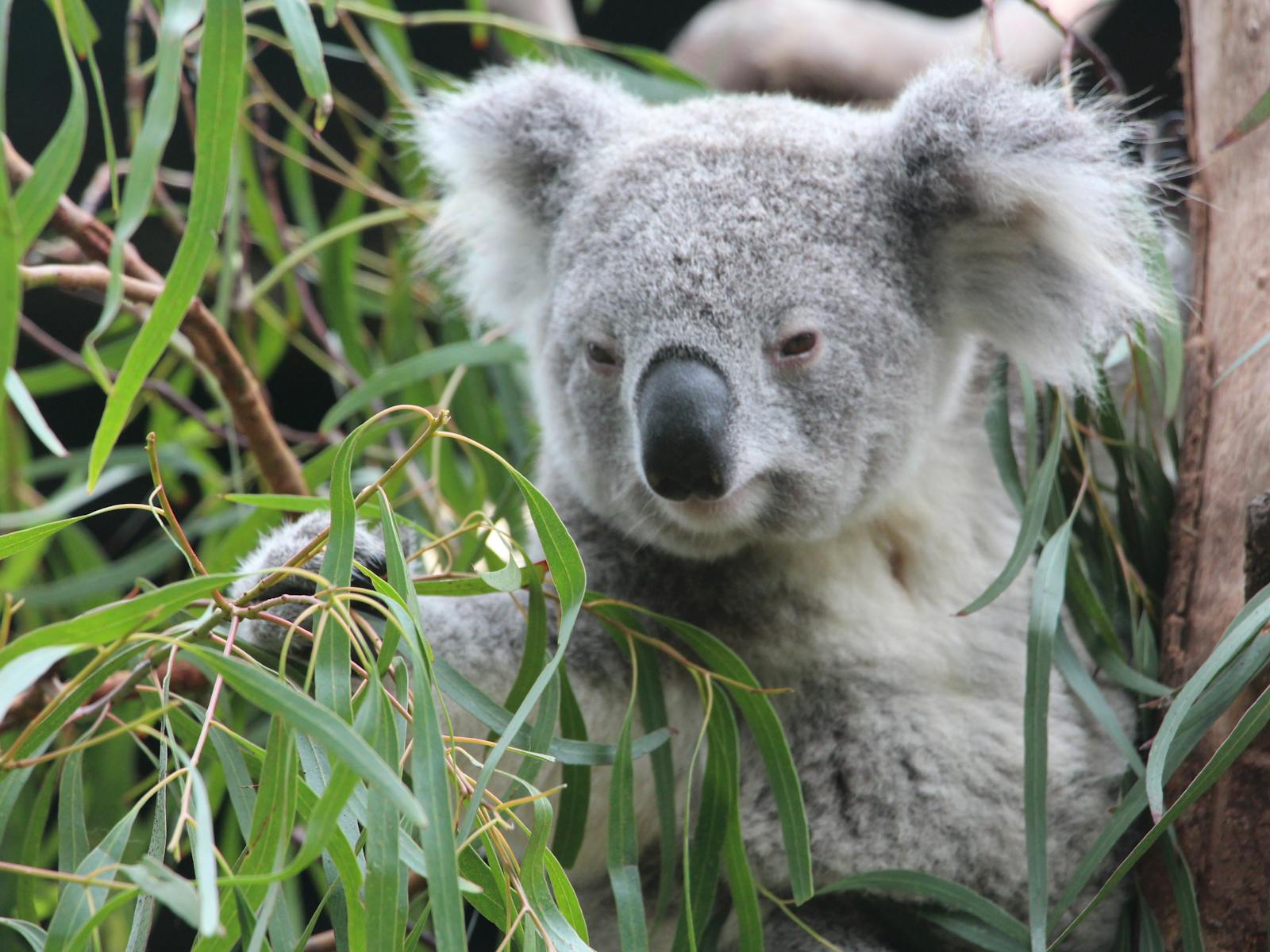 Koala reaching for eucalyptus leaves