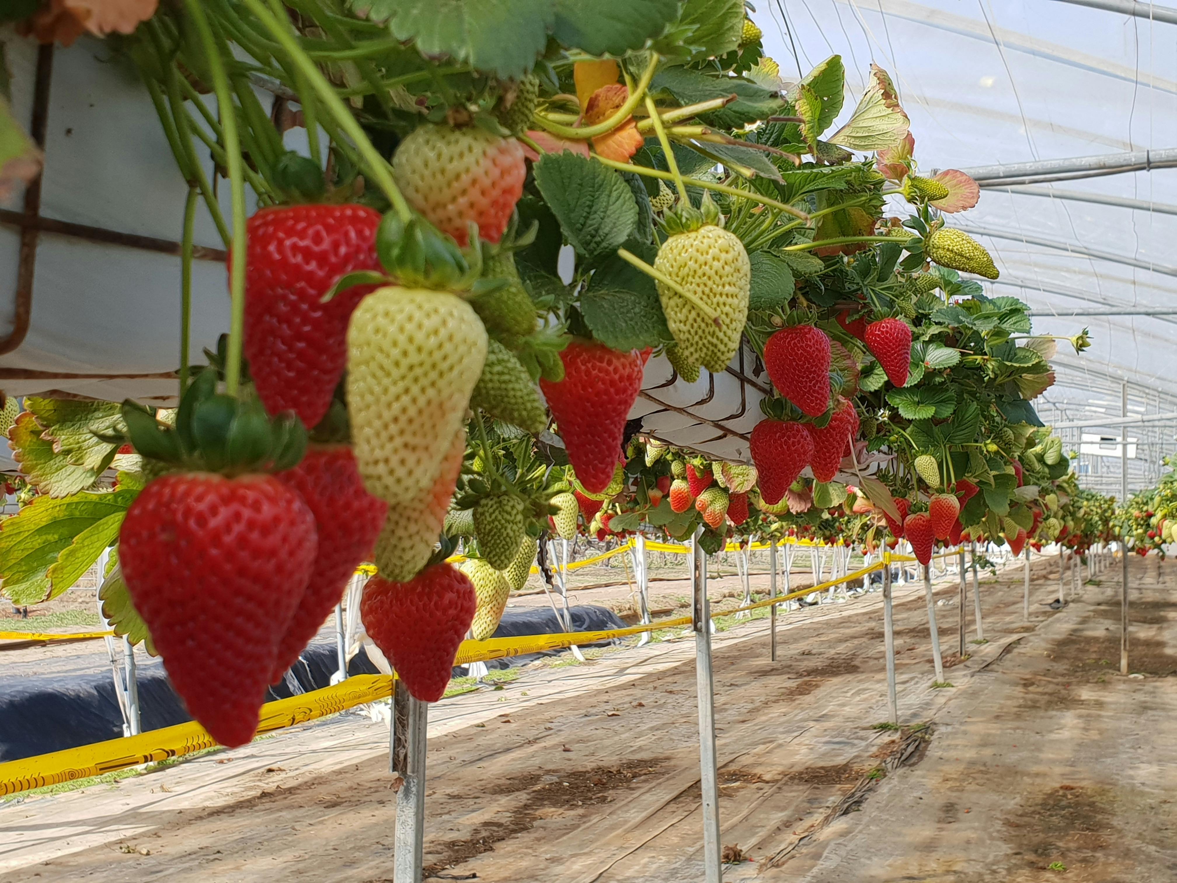 Berrylicious Strawberries Sydney, Australia Official Travel