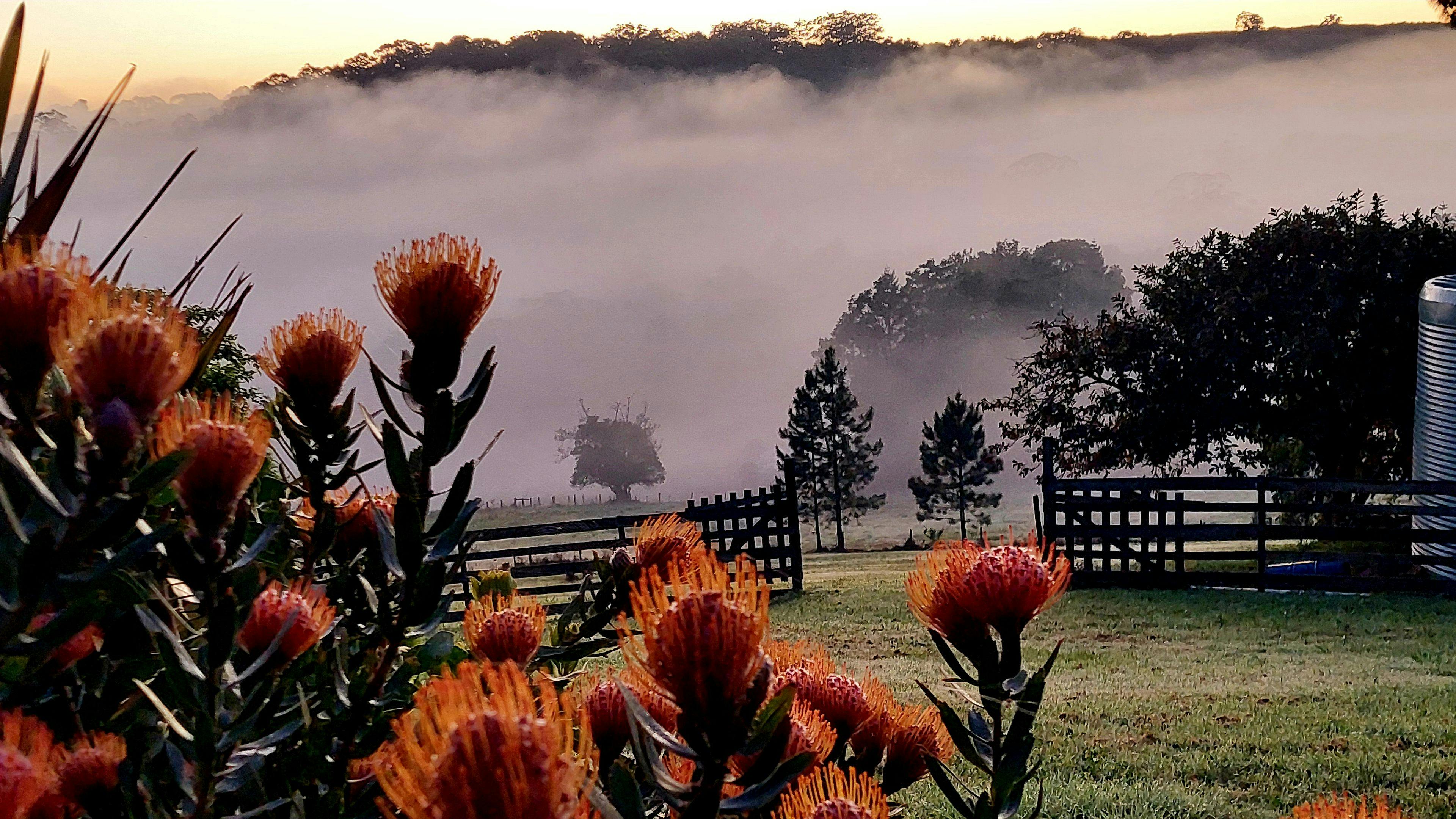 Sunrise morning fog over the valley camp-site.