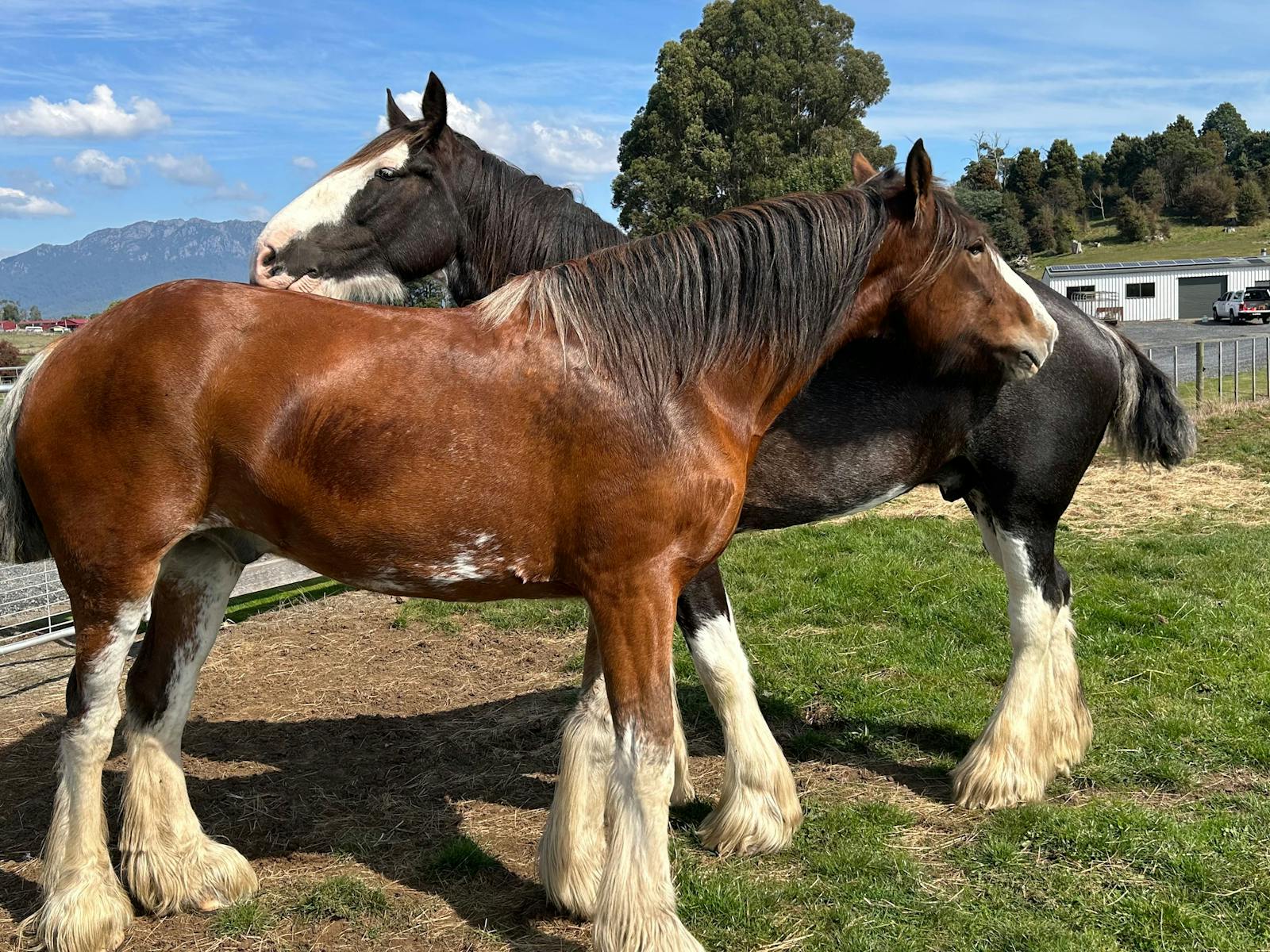 Jackson and Nuggett enjoying a scratch.