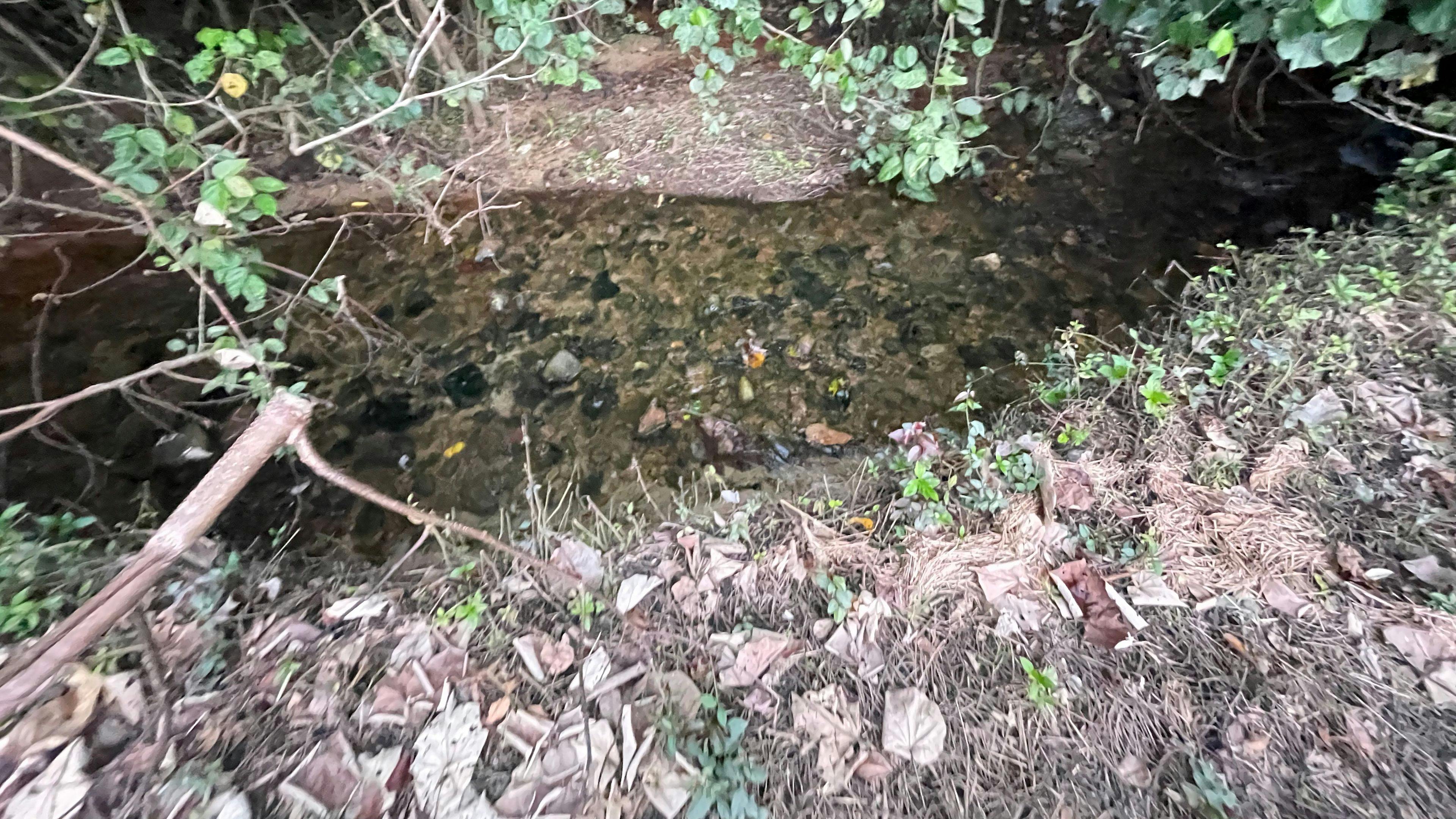 Aloomba Homestead (Tropical Qld)