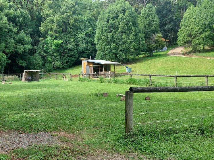 Alpaca Farm Camp