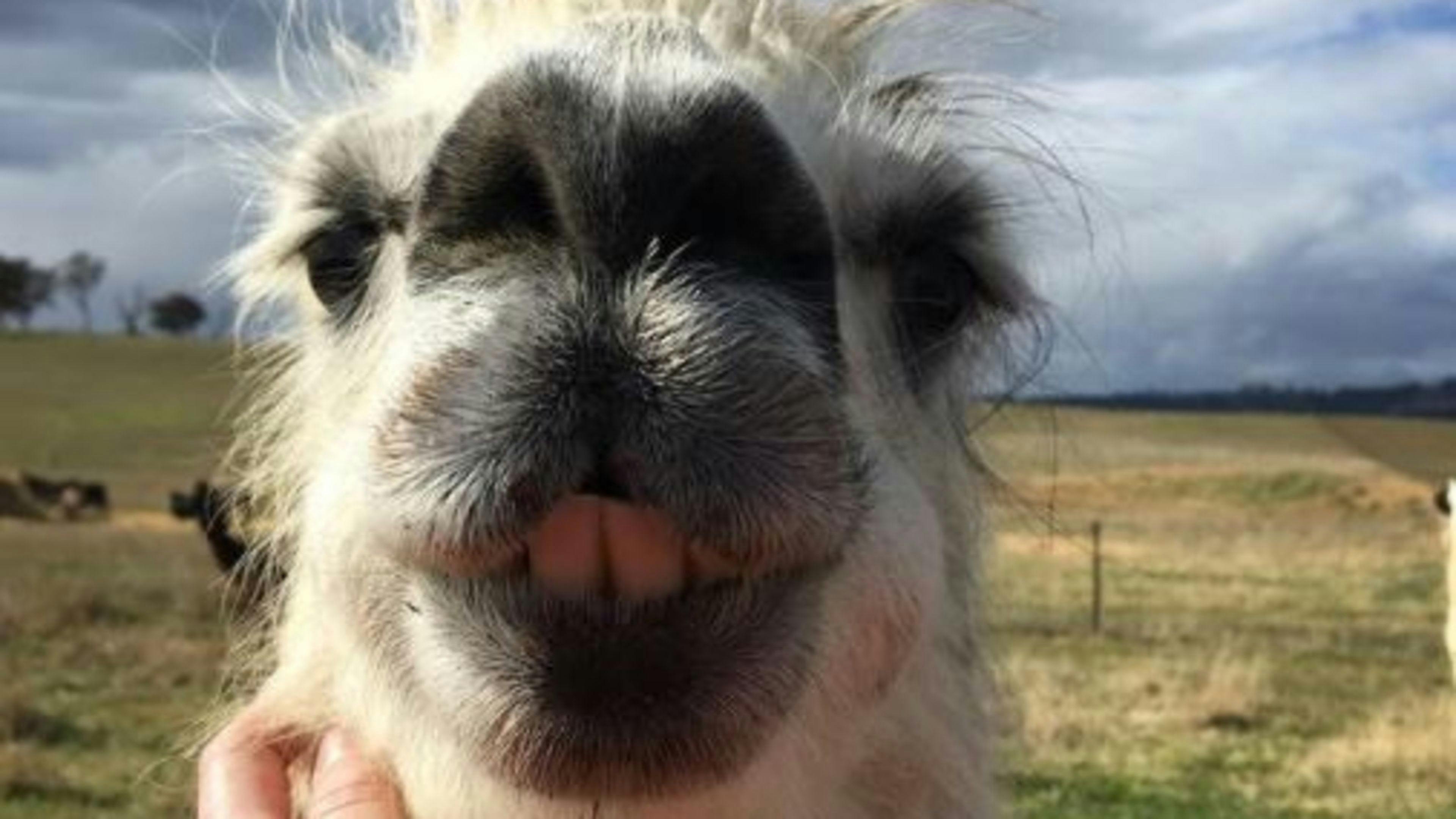 Image for Alpaca Magic