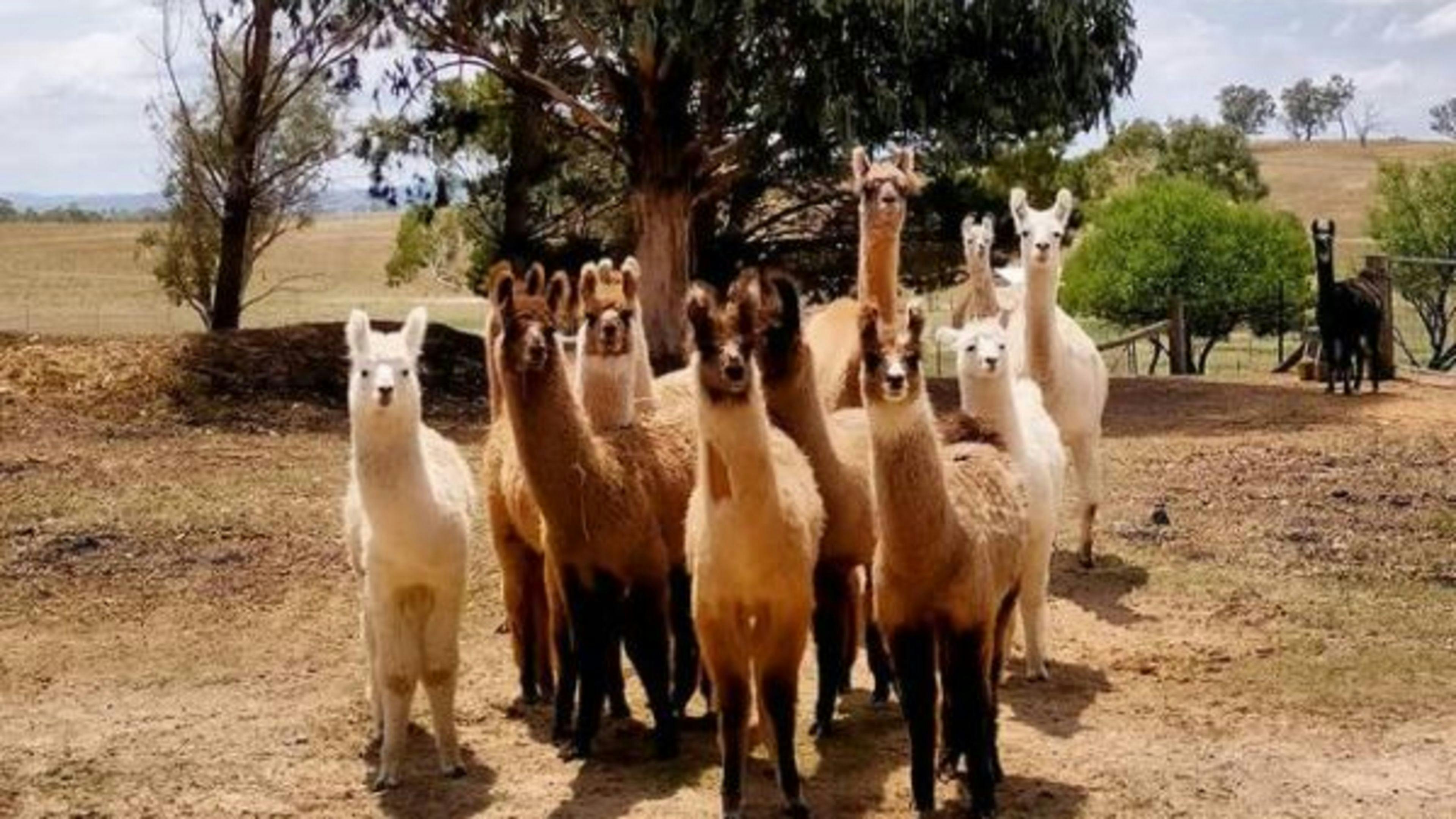 Image for Alpaca Magic