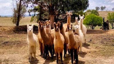 Alpaca Magic