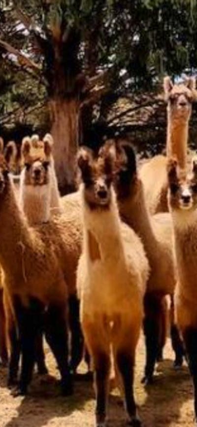 Alpaca Magic