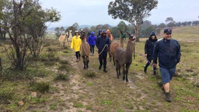 Alpaca Magic