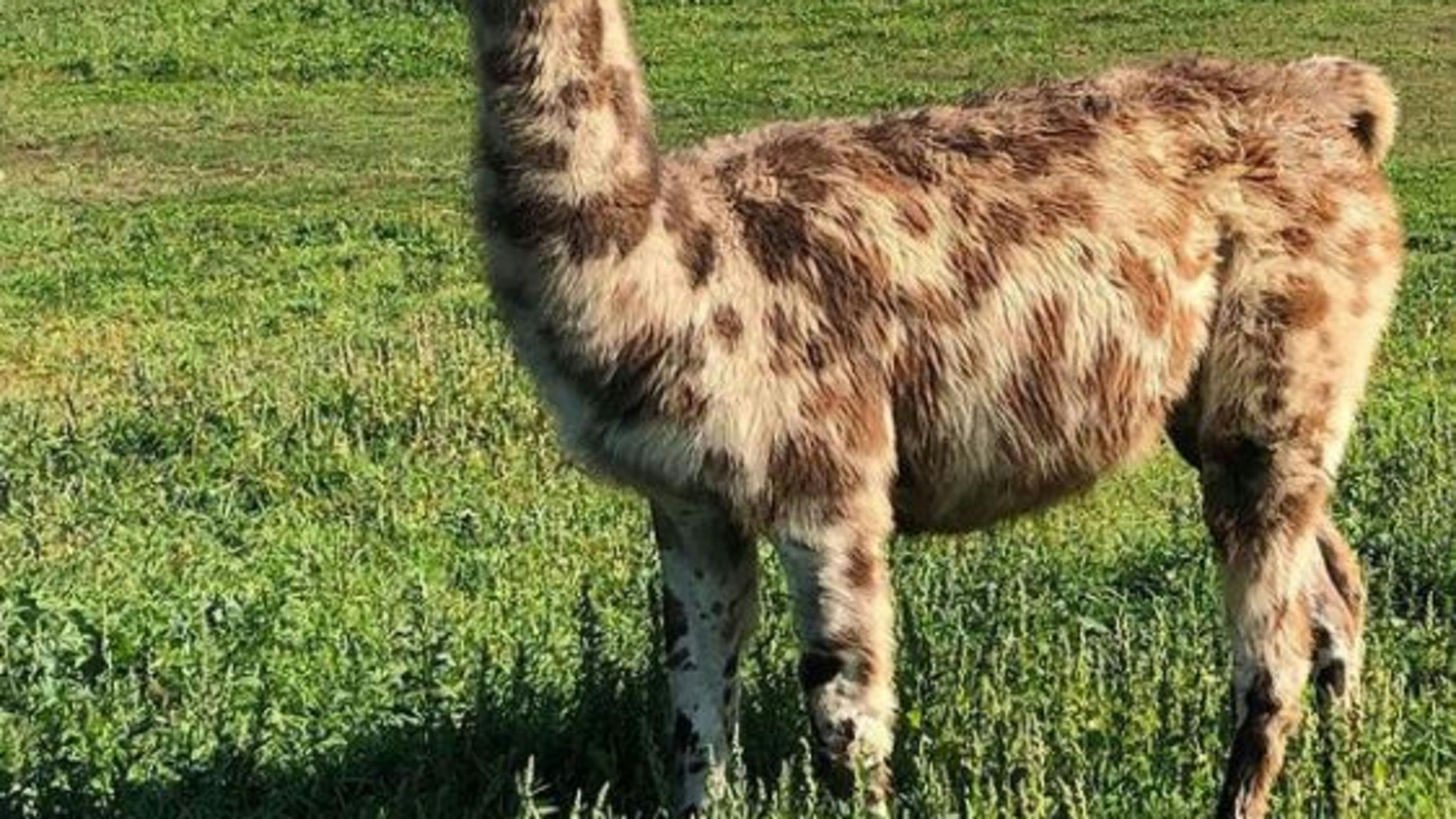 Alpaca Magic