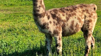 Alpaca Magic