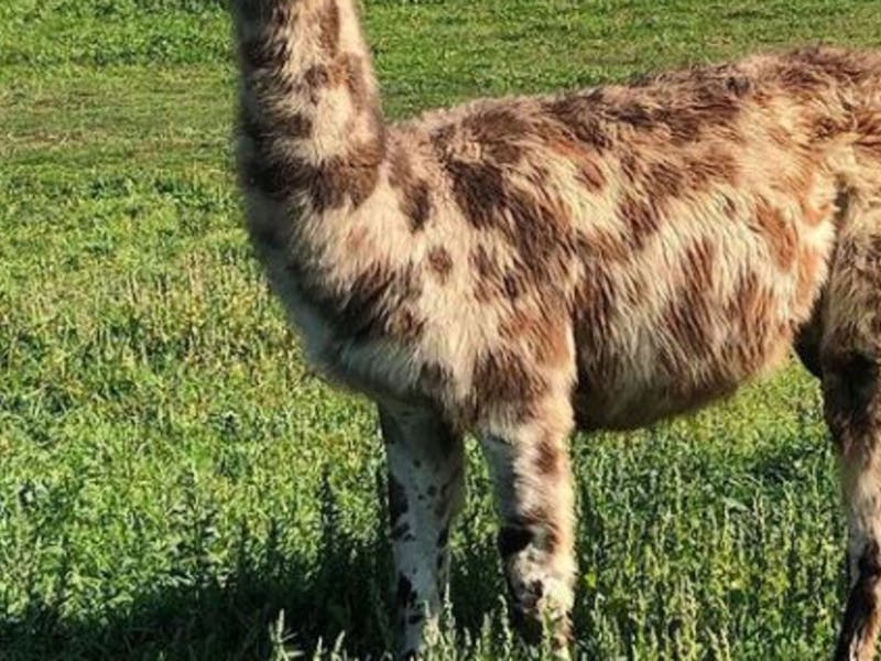Alpaca Magic