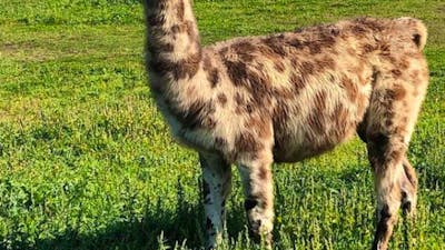 Alpaca Magic