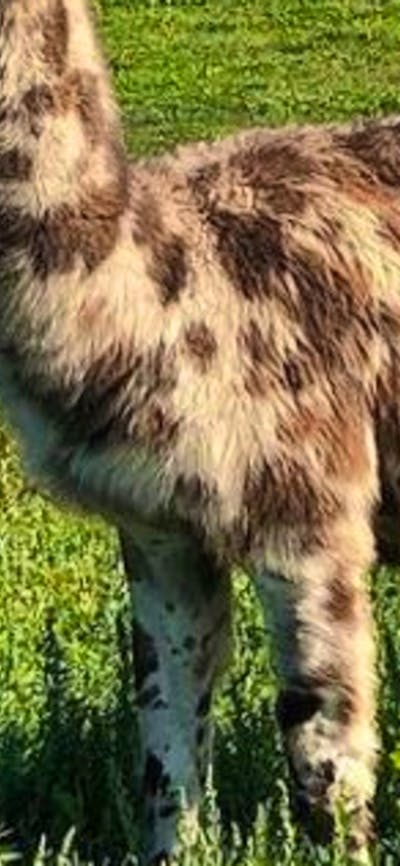 Alpaca Magic