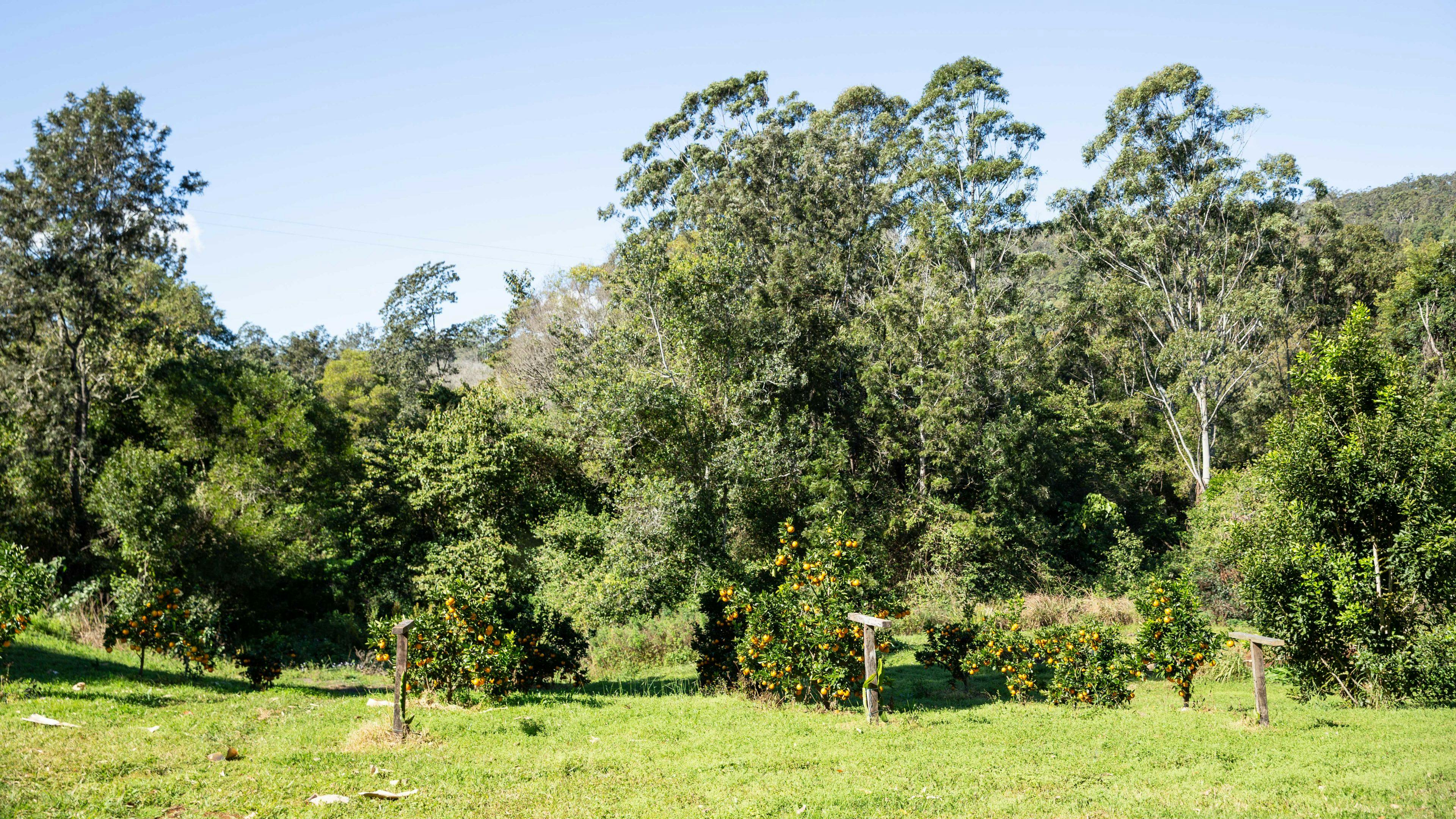 Amorata Eco Farm | NSW Holidays & Accommodation, Things to