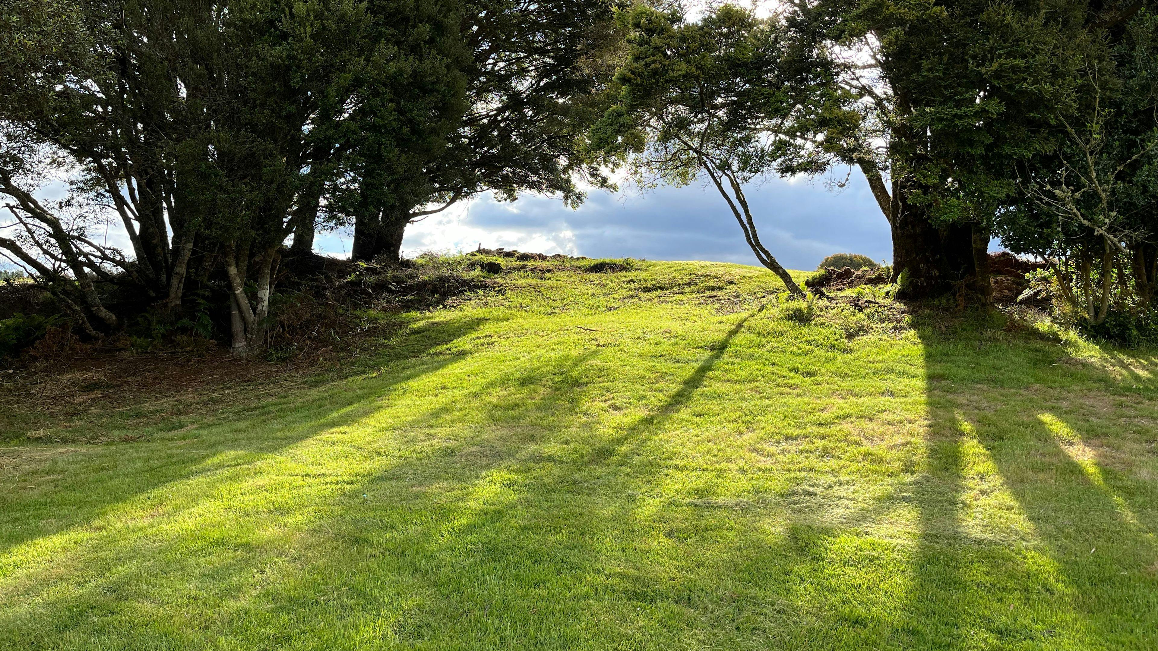 Waratah Alpaca and Pepperberry Farm