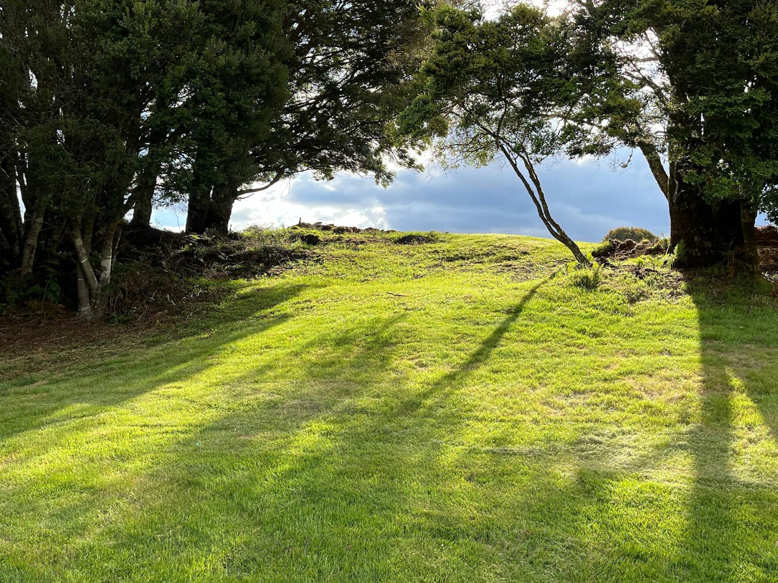 Waratah Alpaca and Pepperberry Farm