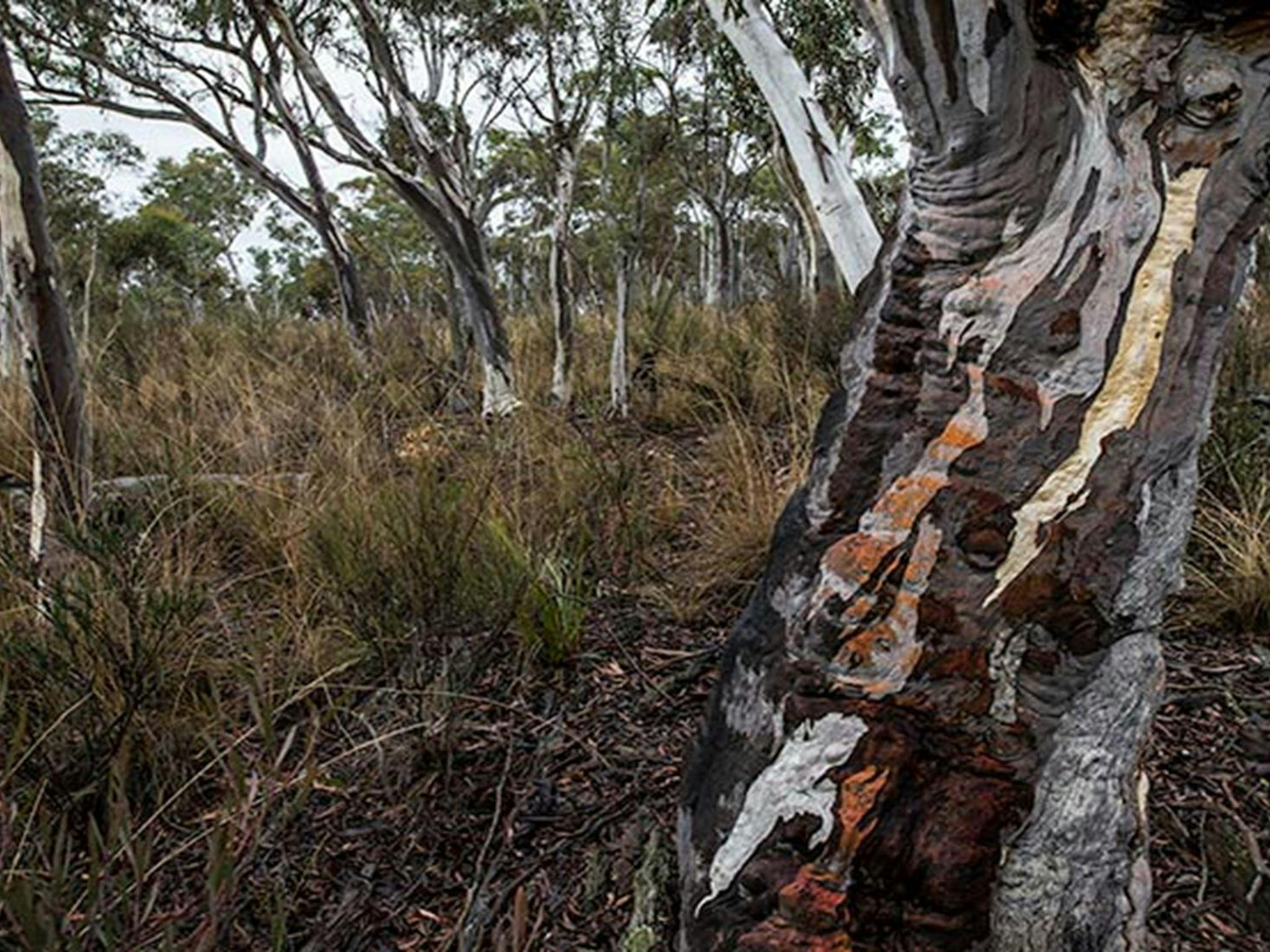 Apple Box Picnic Area, Yanununbeyan State Conservation. Photo: John Spencer/NSW Government