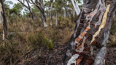 Apple Box Picnic Area, Yanununbeyan State Conservation. Photo: John Spencer/NSW Government