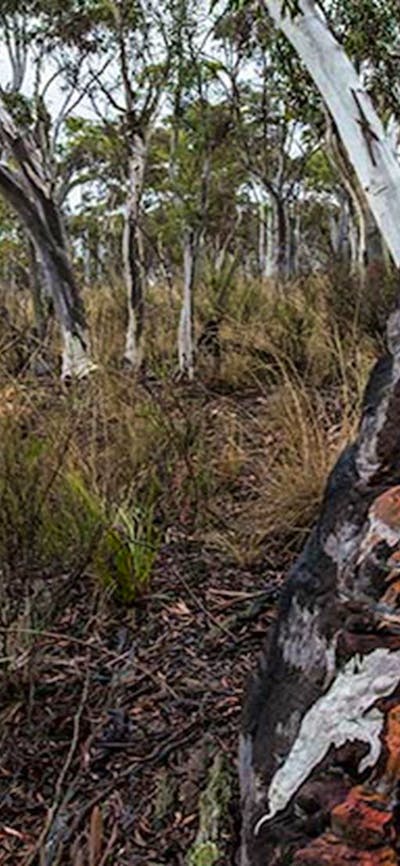 Apple Box Picnic Area, Yanununbeyan State Conservation. Photo: John Spencer/NSW Government