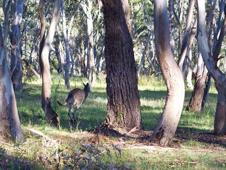 Kangaroo hopping through the trees. Photo: Rob Cleary/DPIE