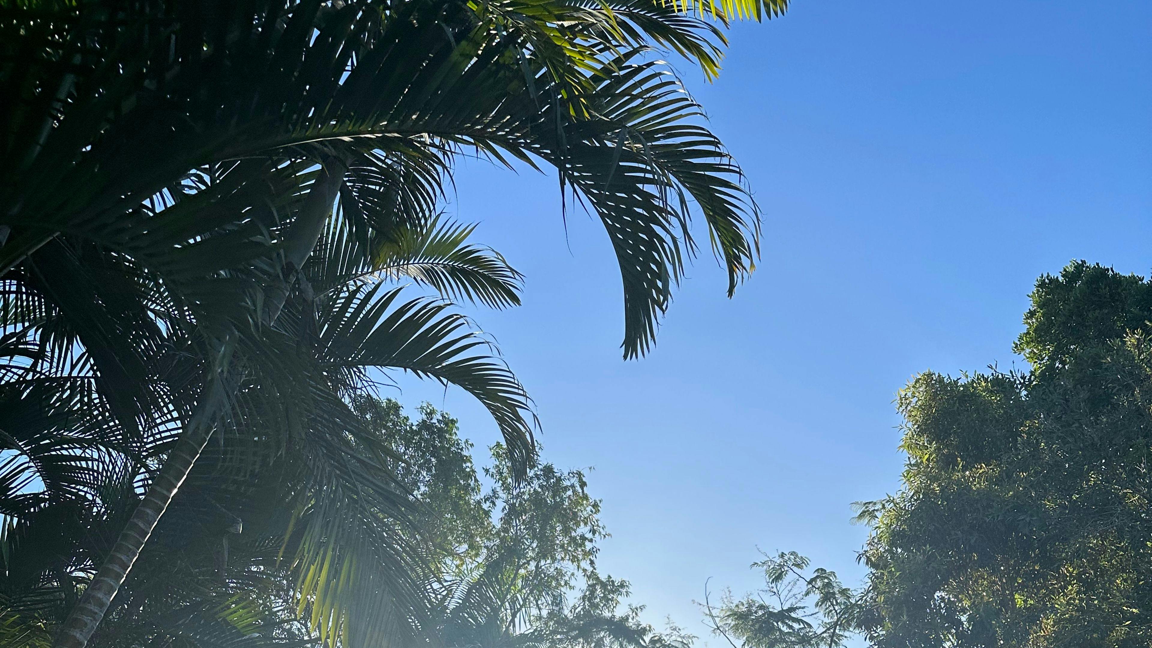 Semi-Rural Tropical Dog Oasis