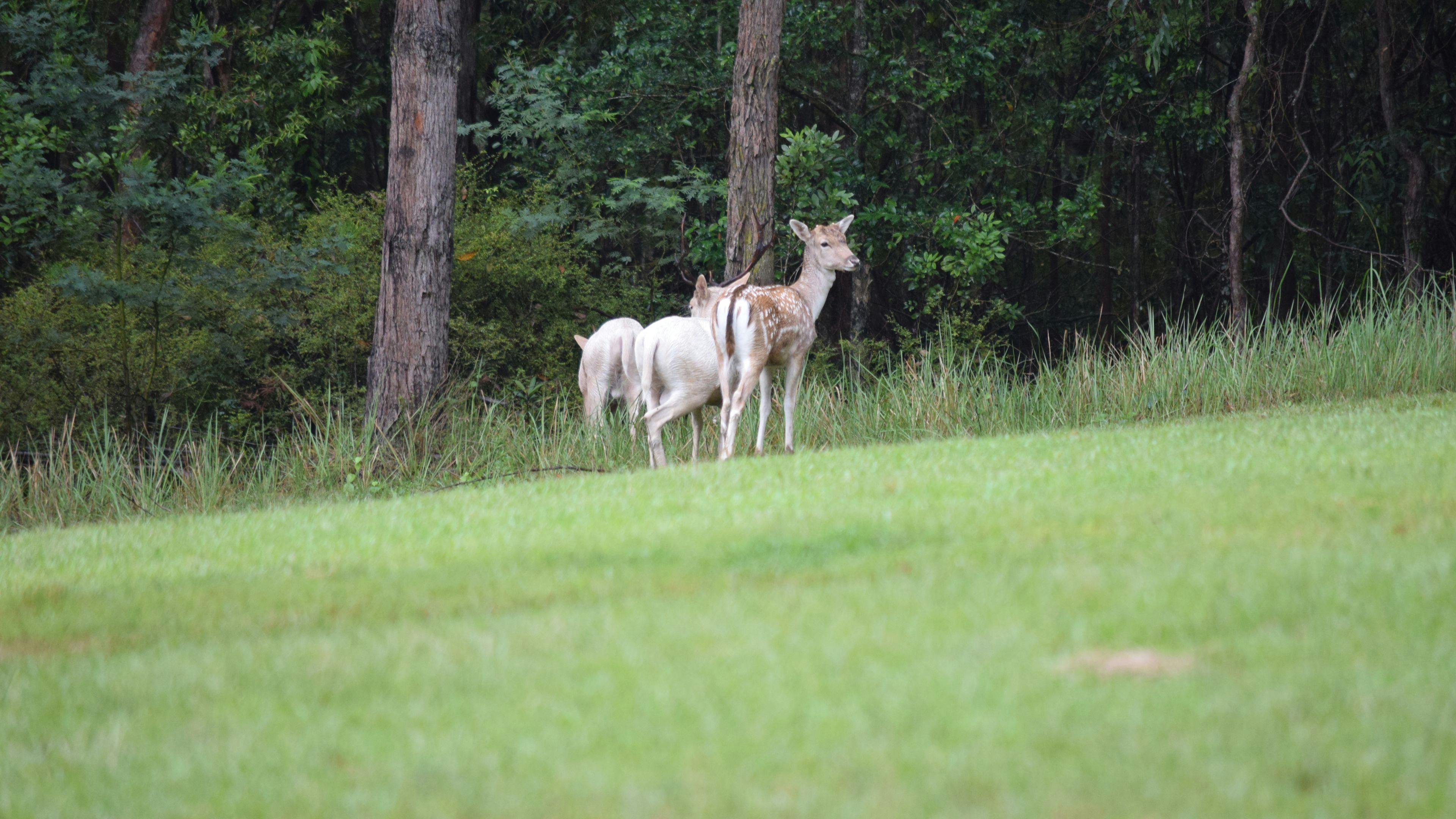 Fallow deer roaming freely