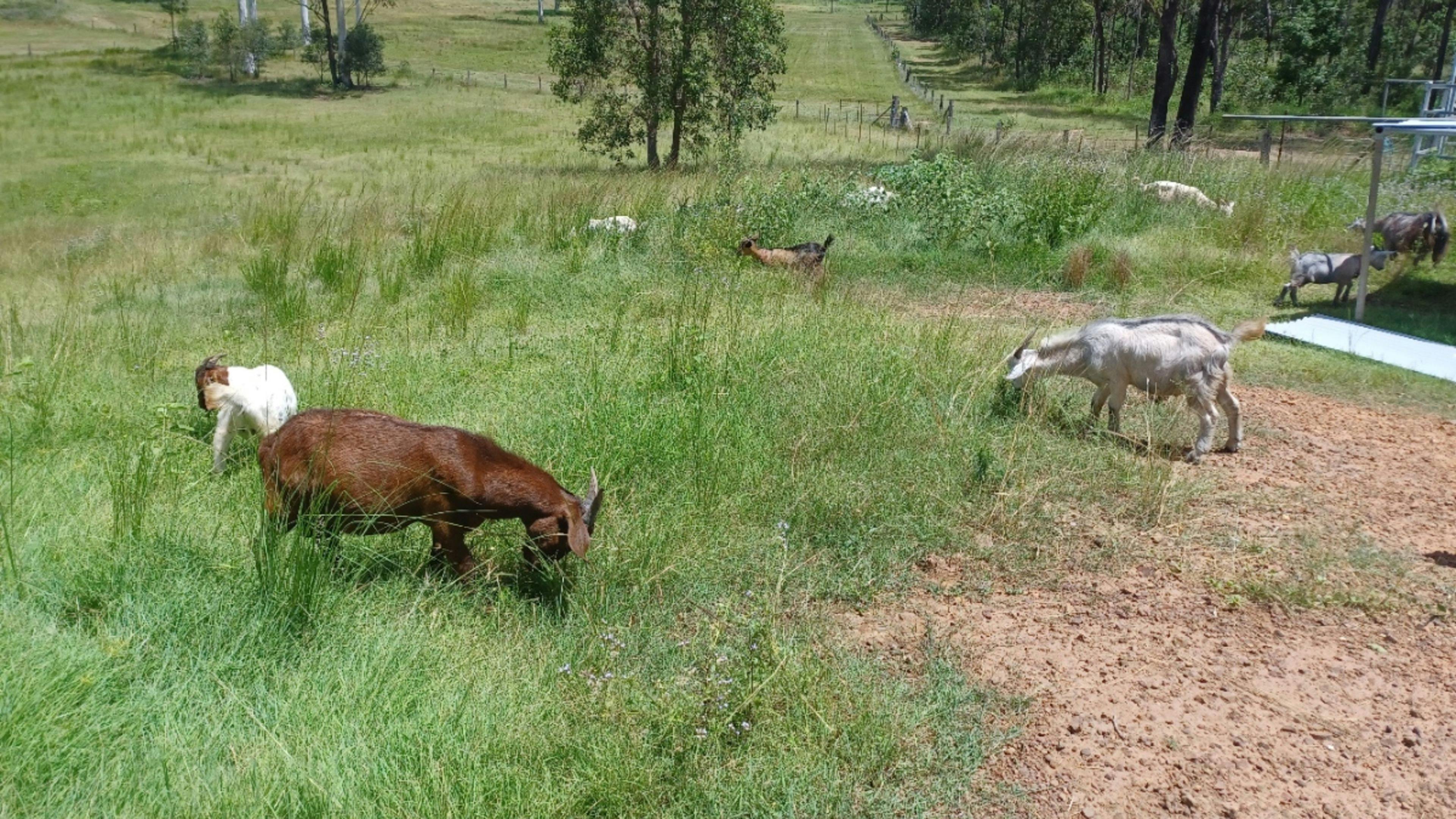 Arthur Creek Farm