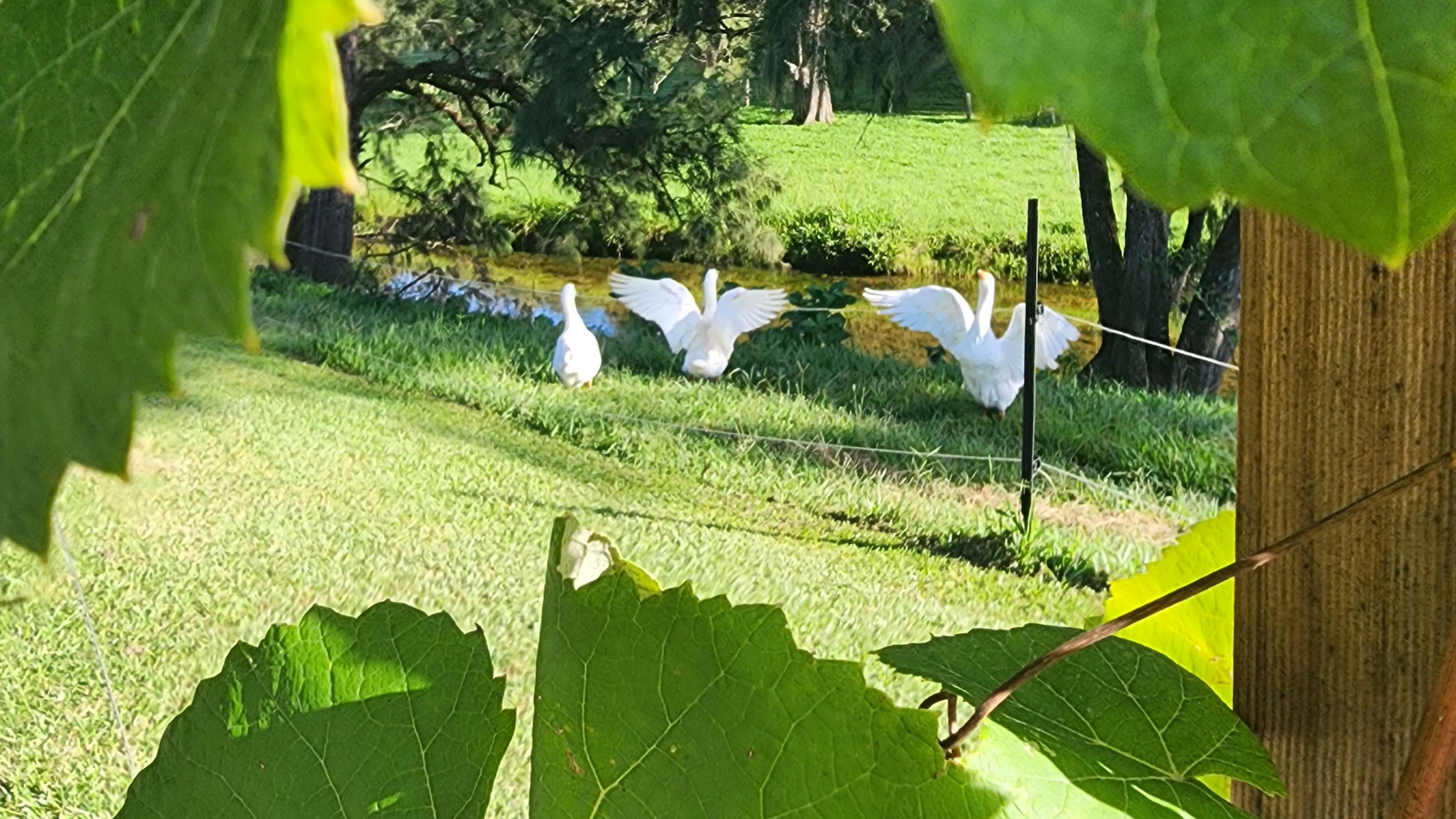 그린트리 밸리 농장