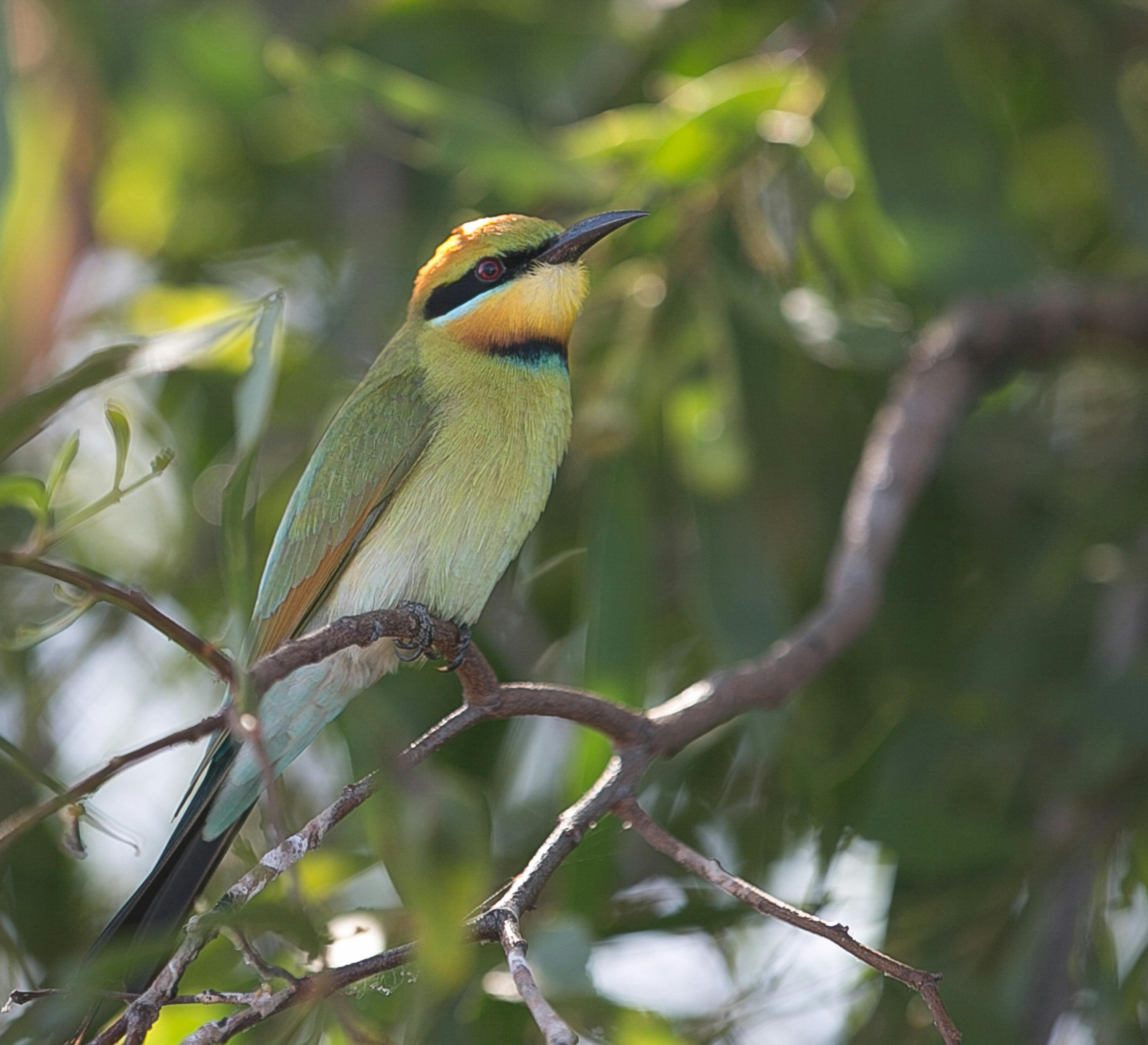 Rainbow Bee eater