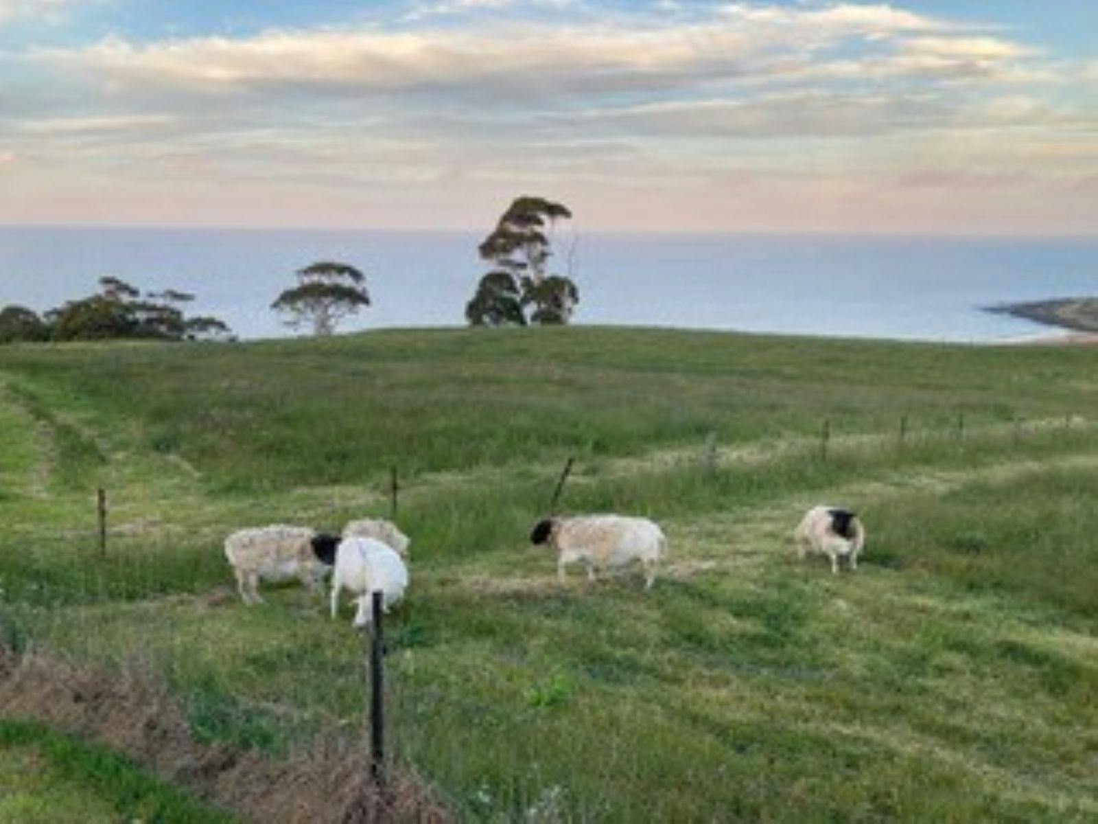 Seaside Farm Penguin