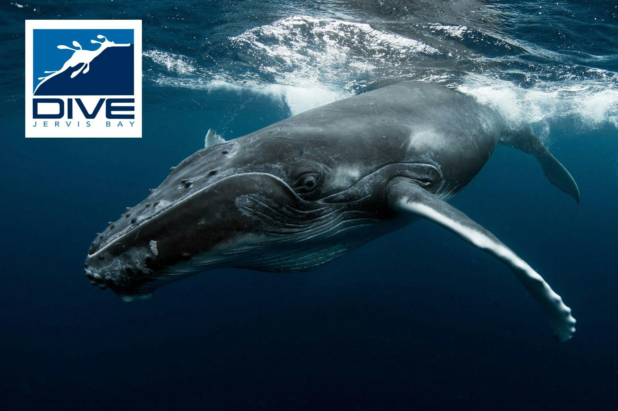 Swim with Whales and Seals