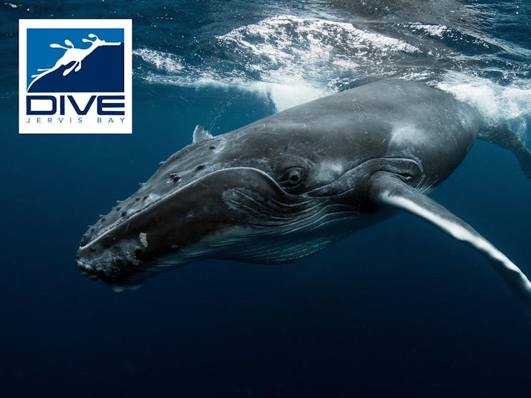 Join us for the opportunity to get in the water with Humpback whales!